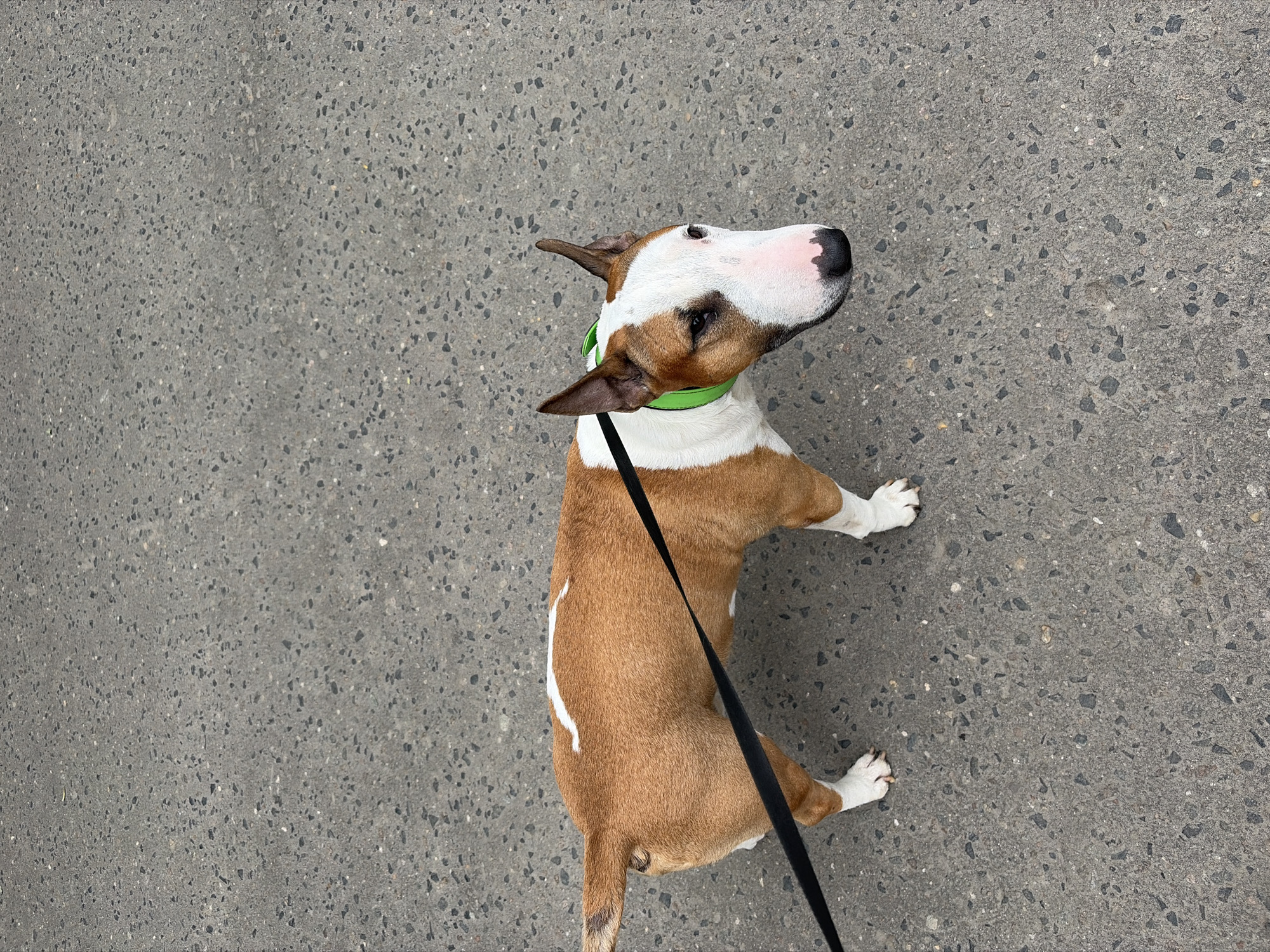A brown and white bull terrier is on a leash, walking on an asphalt surface. The dog is wearing a bright green collar. The background is a grey, textured asphalt surface. The image appears to be taken from a slightly elevated perspective, looking down at the dog. The setting is a city street.