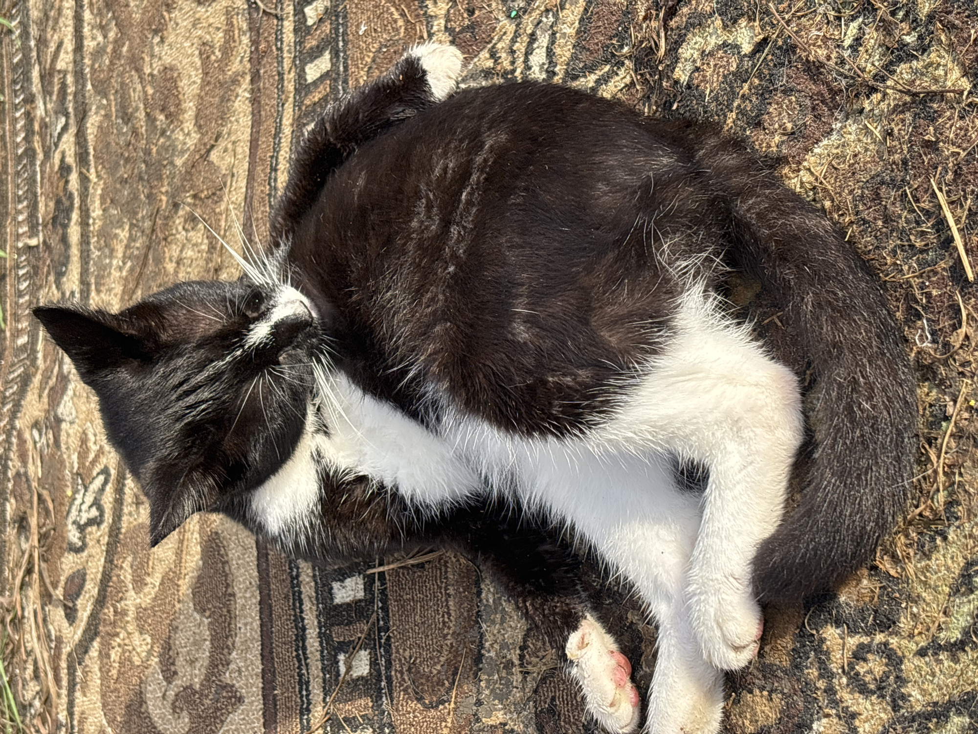 A black and white cat is lying on its side on a patterned rug outdoors. The cat is grooming itself with its paw. The rug is on a surface that appears to be dirt and dried grass. The background is blurred, but suggests an outdoor environment with some greenery. The lighting indicates it is daytime, with strong sunlight casting shadows. The specific location in the city of Семибратово, Russia cannot be determined from the image alone.