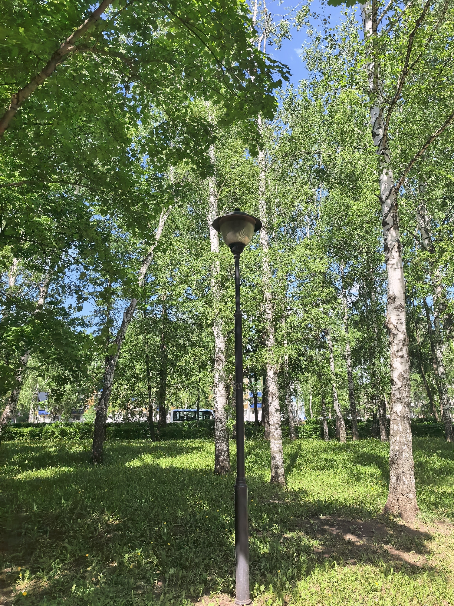 A daytime shot in Sterlitamak, Russia, features a lamp post centered in the foreground, surrounded by birch trees. The trunks of the birch trees are mostly white with black markings. A dense layer of green grass covers the ground, with some yellow flowers scattered in the grass. Green foliage can be seen overhead, with glimpses of the blue sky. A faint image of a bus can be spotted in the background.