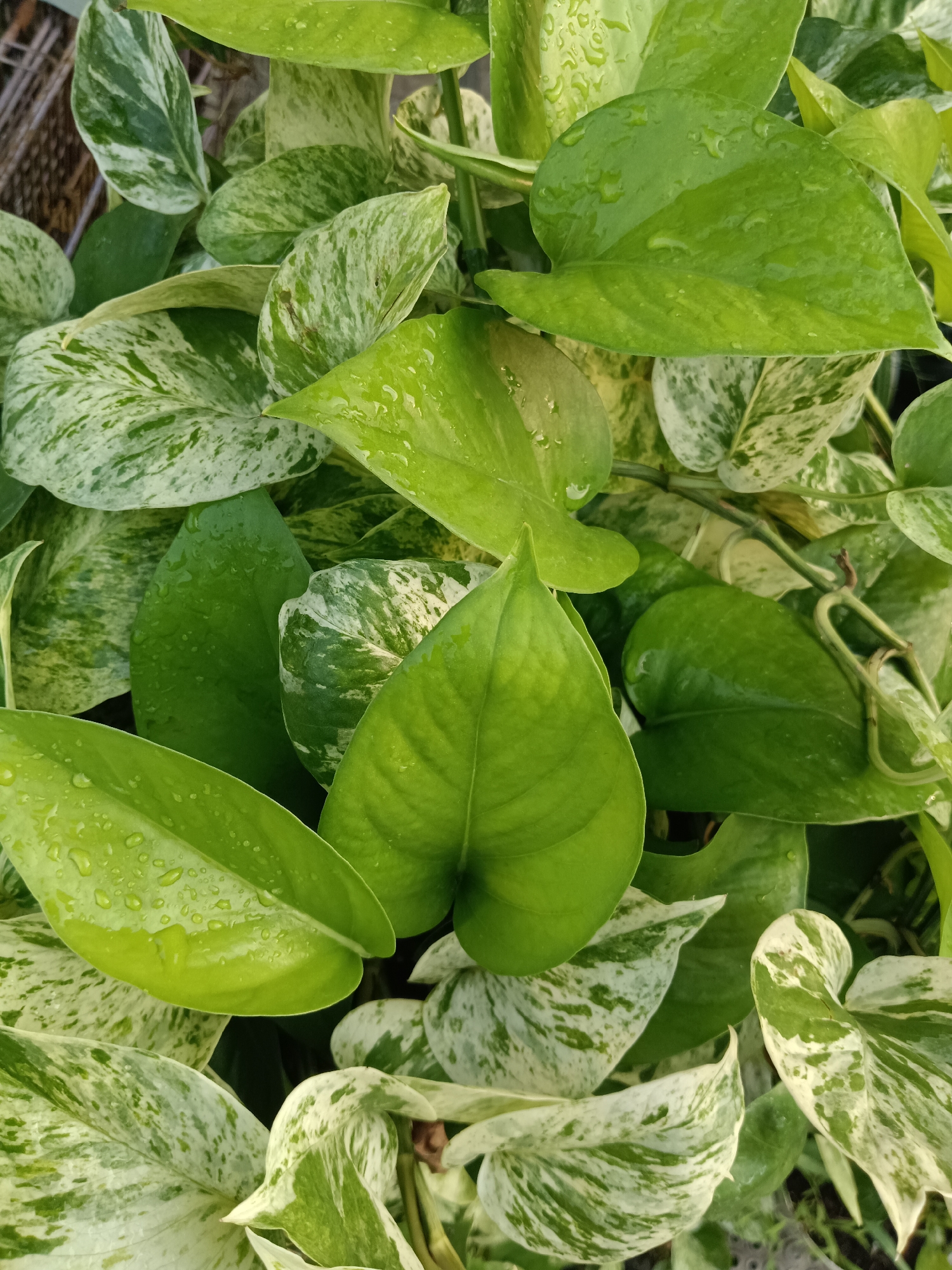 The image is a close-up, top-down view of a patch of Pothos plants. The leaves are varied in color, with some being a solid deep green and others exhibiting a marbled pattern of white and light green. Water droplets are visible on many of the leaves, suggesting they have recently been watered or it has rained. The lighting is natural, and the focus is sharp on the leaves, creating a lush and vibrant texture. There are no people or identifiable man-made structures visible in the frame. The image appears to be taken in an outdoor setting given the natural light and presence of water droplets on the foliage. Without additional information or context, the specific location within Jayamukti, Indonesia cannot be determined from the image alone.