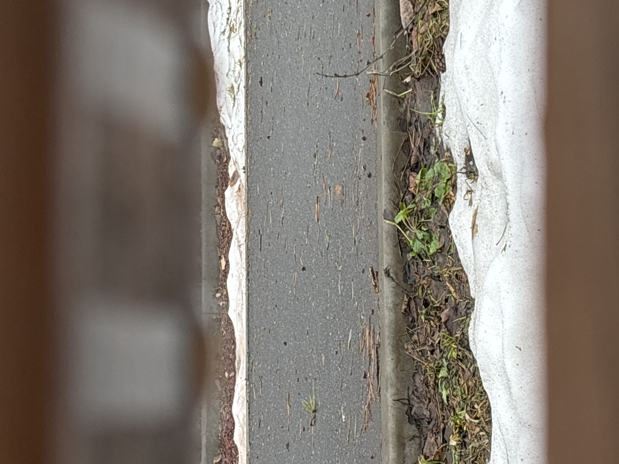 The image shows a sidewalk in Chaikovsky, Russia, bordered by a curb. To the left is a building facade. To the right of the curb is a narrow strip of grass and fallen leaves. Snow partially covers the grass. The scene appears to be in a transitional season, either late autumn or early spring, based on the presence of both green vegetation and snow.
