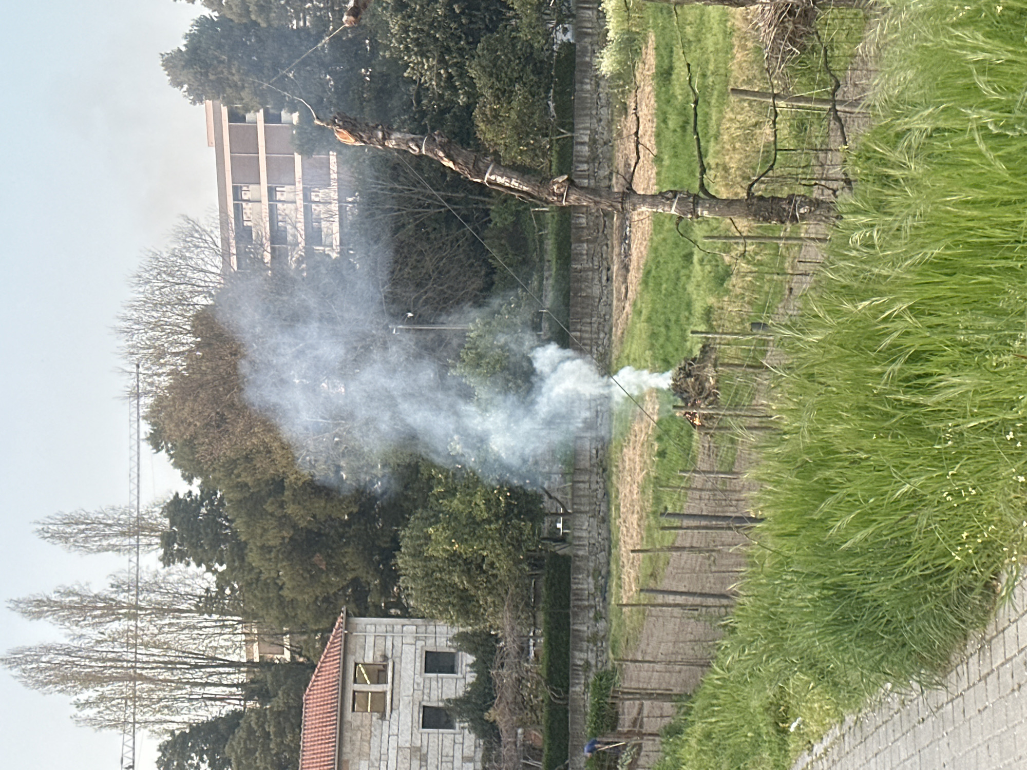 This image depicts an agricultural or garden plot situated within the city of Guimarães, Portugal, under what appears to be an overcast or hazy sky.
In the foreground, a light-colored paved pathway of rectangular stones runs along the left edge, bordered by a dense strip of tall, vibrant green grass that occupies the right side of the lower frame. This grass partially obscures a rudimentary fence line composed of irregular wooden posts and thin horizontal elements.
In the midground, beyond the grass and fence, lies a cultivated area. On the left, a person in a blue shirt and dark trousers is bent over, actively working the soil with a long-handled tool. Further right, a pile of dry brush and branches is actively burning, producing a substantial, vertical column of dense white smoke that rises into the air. To the right of the smoke, a weathered, bark-stripped tree trunk, possibly a dead tree or a substantial fence post, stands prominently, exhibiting remnants of branches and white wrappings. Another section of field, appearing fallow or recently tilled, extends behind the burning pile.
In the background, a light-colored, two-story stone building with a reddish-orange tiled roof and dark-framed windows is visible on the left. Numerous trees, some bare deciduous and others evergreen, form a varied canopy across the middle and right background. Behind these trees, a large, multi-story modern building with a dark facade and light-colored balconies is discernible on the upper right. Above the tree line on the far left, the lattice structure of a large construction crane is visible against the light sky.