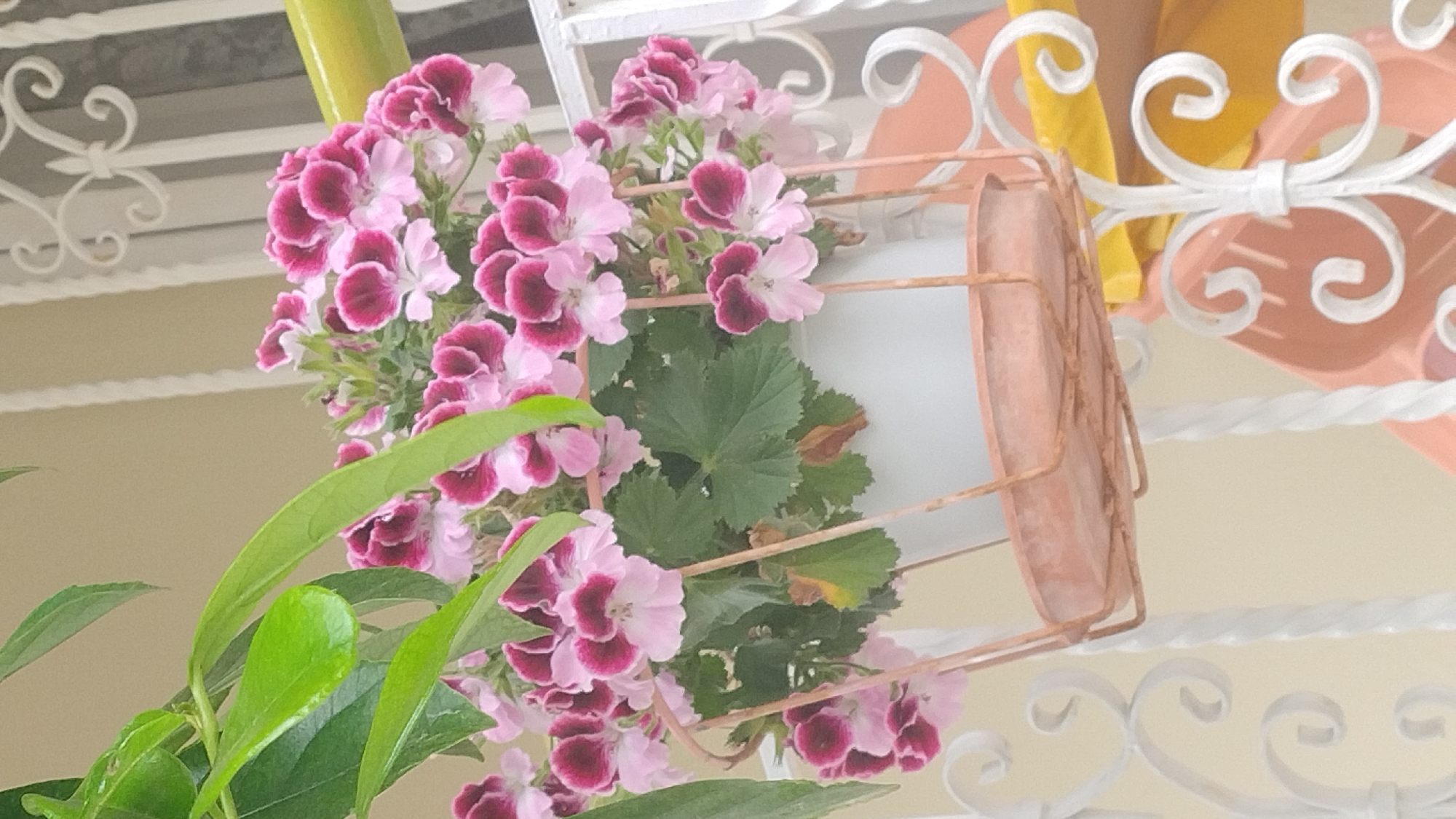 In Νέα Κερασιά, Greece, a close-up shot captures a potted plant with abundant pink and deep purple flowers, possibly geraniums, blooming in a white planter. The planter is housed within a decorative, rose-gold wire basket, which is itself suspended by a white, ornate metal stand featuring swirling scrollwork. Lush green leaves from another plant cascade into the frame from the upper left, partially obscuring the flowers. The background consists of a pale yellow wall and a white, decorative railing. The scene suggests an outdoor setting, likely a balcony or patio, given the presence of the railing and the way the planter is displayed.