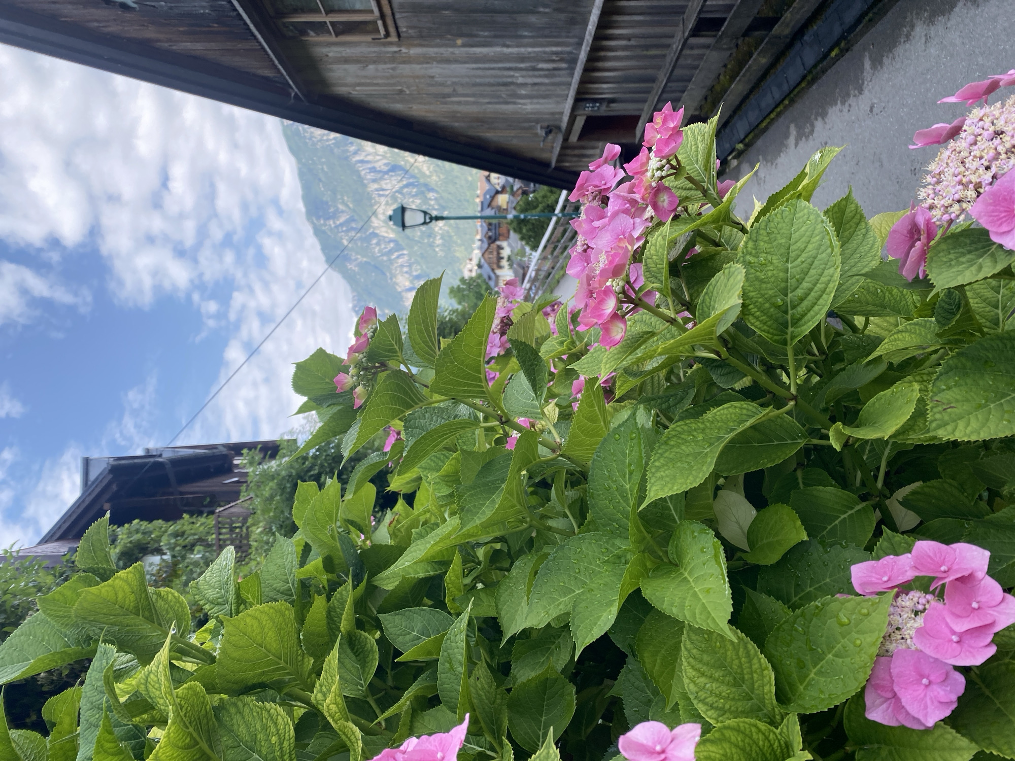 The image captures a close-up view of vibrant pink hydrangeas with lush green leaves, some of which are still wet from rain, in the foreground. Behind the foliage, a narrow paved pathway or road winds its way uphill. To the right, a rustic wooden building with a sloped roof and visible wooden planks lines the pathway, featuring a window and a railing. Further in the background, a quaint European village with clustered buildings is nestled against a backdrop of towering, rugged mountains under a partly cloudy sky. A lone green lamppost stands prominently in the middle ground, near the village. The scene is indicative of the picturesque setting found in Hallstatt, Austria, known for its charming architecture and mountainous terrain.