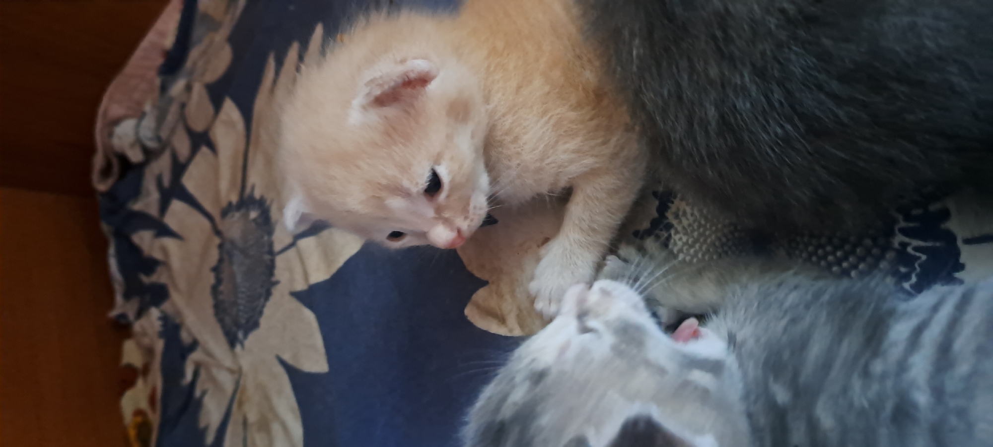 In the village of Azhmushkino, Russia, a close-up, vertical shot shows two kittens on a blanket with a floral pattern. The kitten on the right is a light orange color and is looking to the left, with its head turned slightly. Its right paw is extended, and it appears to be touching or interacting with the kitten on the left. The kitten on the left is gray and white tabby and is facing left, with its mouth open as if yawning or meowing. Its left paw is visible, appearing to be raised. The background is out of focus, showing the blanket with dark blue and tan floral designs and a brown wooden surface above.