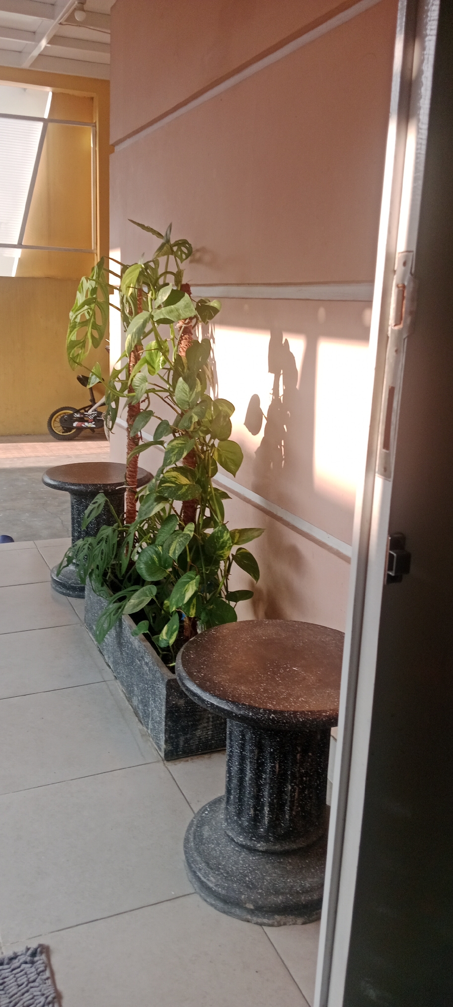 The image captures an outdoor patio area in Maguwoharjo, Indonesia. A rectangular planter box filled with lush green plants, including a prominent Monstera Adansonii, stands on a tiled floor. Two decorative, fluted pedestal tables with circular tops flank the planter. In the background, a yellow wall with a horizontal white stripe runs along the side of the building, casting long shadows from the plants. To the left, a window with horizontal blinds is visible, and a yellow wall or structure continues beyond it. A part of a black door frame is on the right side of the image. A portion of a small motorized scooter with yellow wheels is visible behind the planter on the left. The scene is illuminated by natural light, suggesting it is daytime.