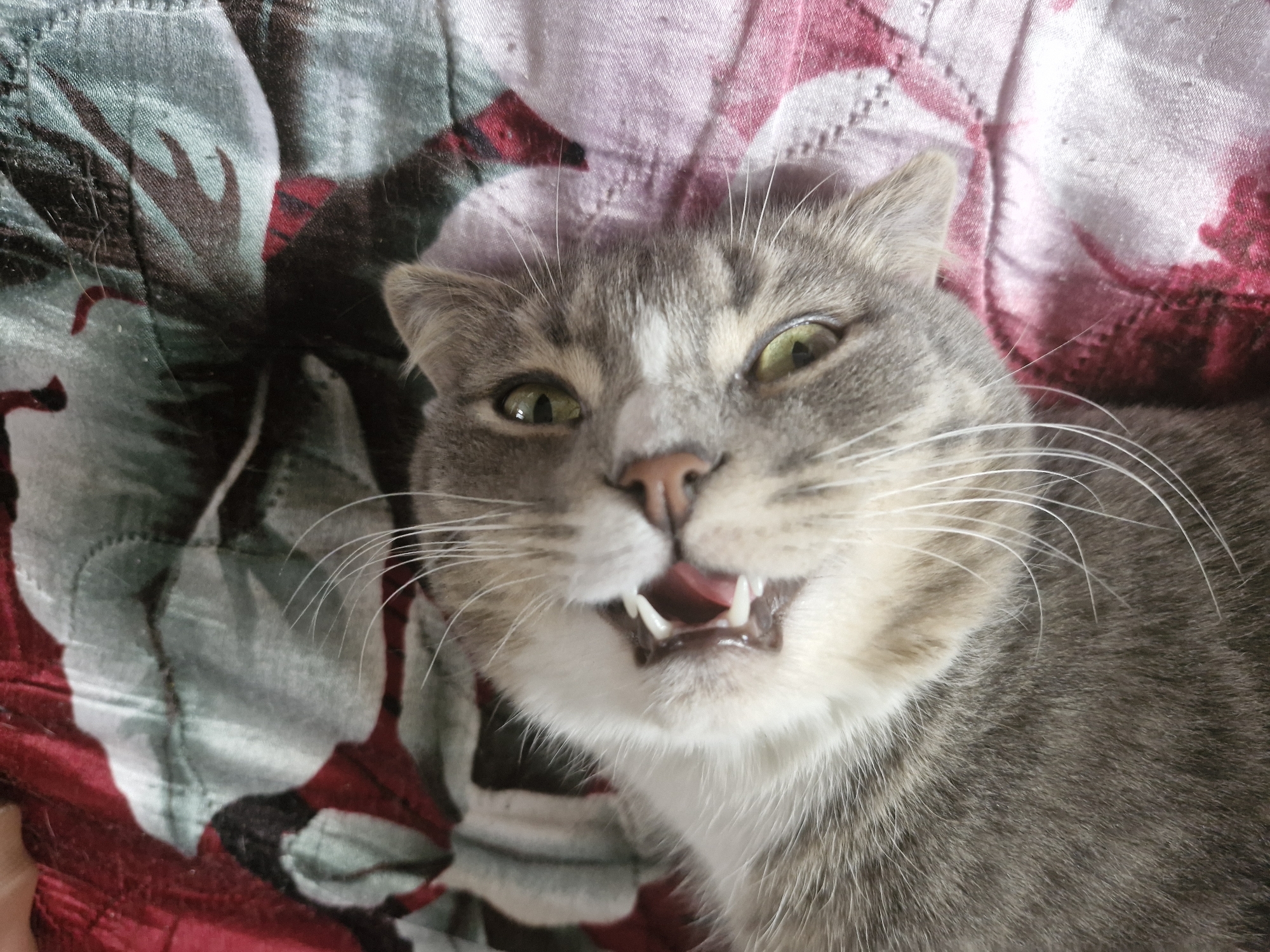 A close-up, top-down shot captures a grey tabby cat with bright green eyes lying on a patterned comforter in Ерино, Russia. The comforter features a floral design in shades of red, pink, and grey. The cat's mouth is open, revealing its tongue and sharp teeth, as if it's yawning or meowing. Its whiskers are prominently displayed against the backdrop of the comforter. The lighting suggests it's daytime. The cat appears relaxed and comfortable on the soft surface.