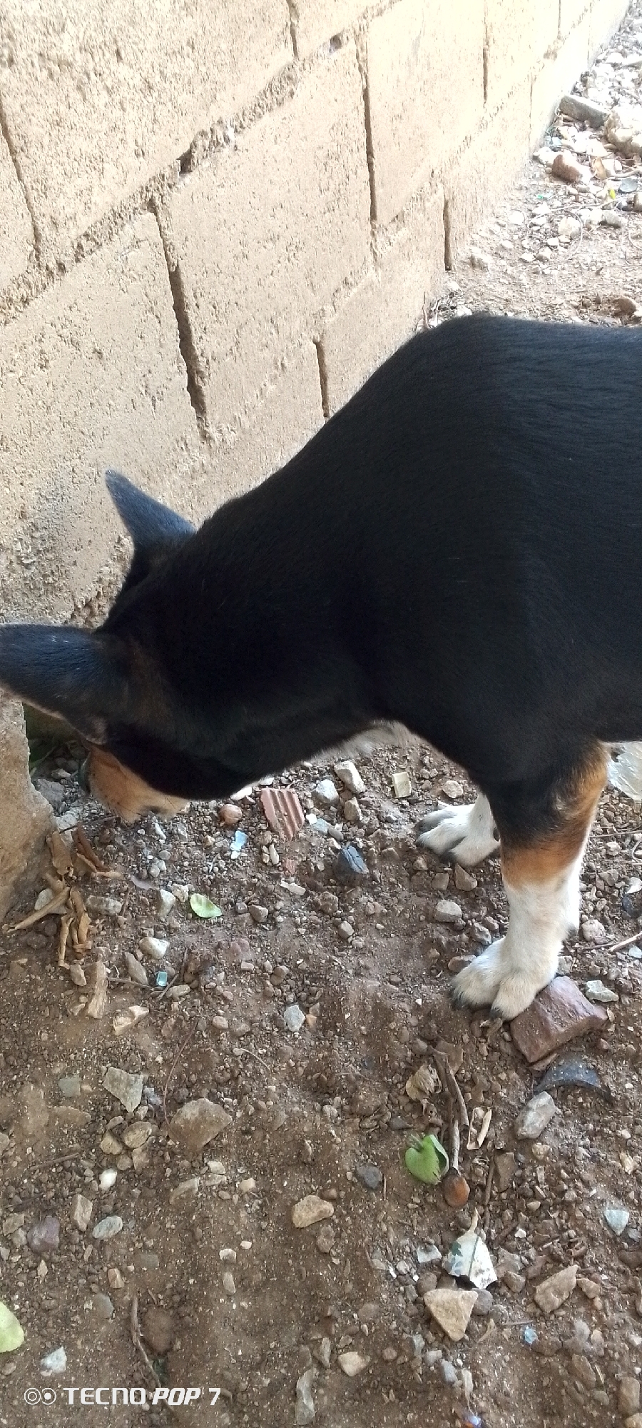 The image captures a close-up, eye-level perspective of a dog next to a concrete block wall. The dog, predominantly black with tan/brown markings on its legs and white paws, is seen from the side, with its head lowered and sniffing intently near the base of the wall. Its ears are partially visible, pointing upwards.
The setting appears to be outdoors during the daytime, likely under clear, sunny weather, given the bright illumination and soft shadows on the ground. The ground is a mix of dry earth, small rocks, gravel, and various debris including dried leaves, small pieces of broken construction material (like tiles or bricks), and possibly some trash fragments. The wall itself is made of light-colored, possibly sand-colored, concrete blocks with distinct mortar lines, showing some signs of wear.
The activity depicted is the dog exploring or investigating something on the ground or within a small crevice at the base of the wall, demonstrating a natural canine behavior of sniffing.
In the bottom left corner, the text "TECNO POP 7" is visible, indicating the device used to capture the photograph. The location context provided is Altagracia, Venezuela, consistent with the outdoor, somewhat rustic environment suggested by the image.