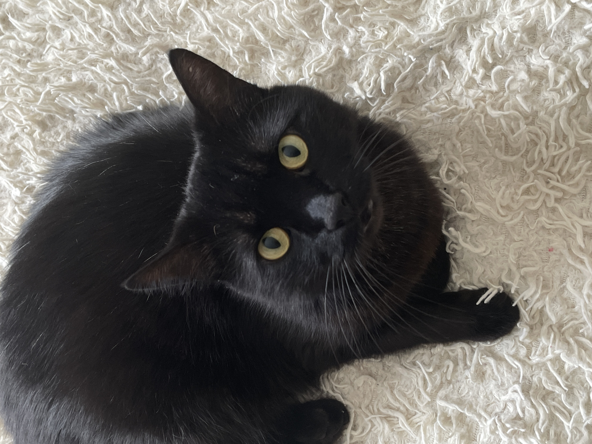 A black cat with yellow eyes is lying on a shaggy white rug. The cat is looking directly at the camera. The rug is textured and appears soft. The cat's fur is short and sleek. Its whiskers are long and prominent. The background is out of focus. There are no people or other objects visible in the image. The scene does not provide any information about the city of Rostov-on-Don, Russia.