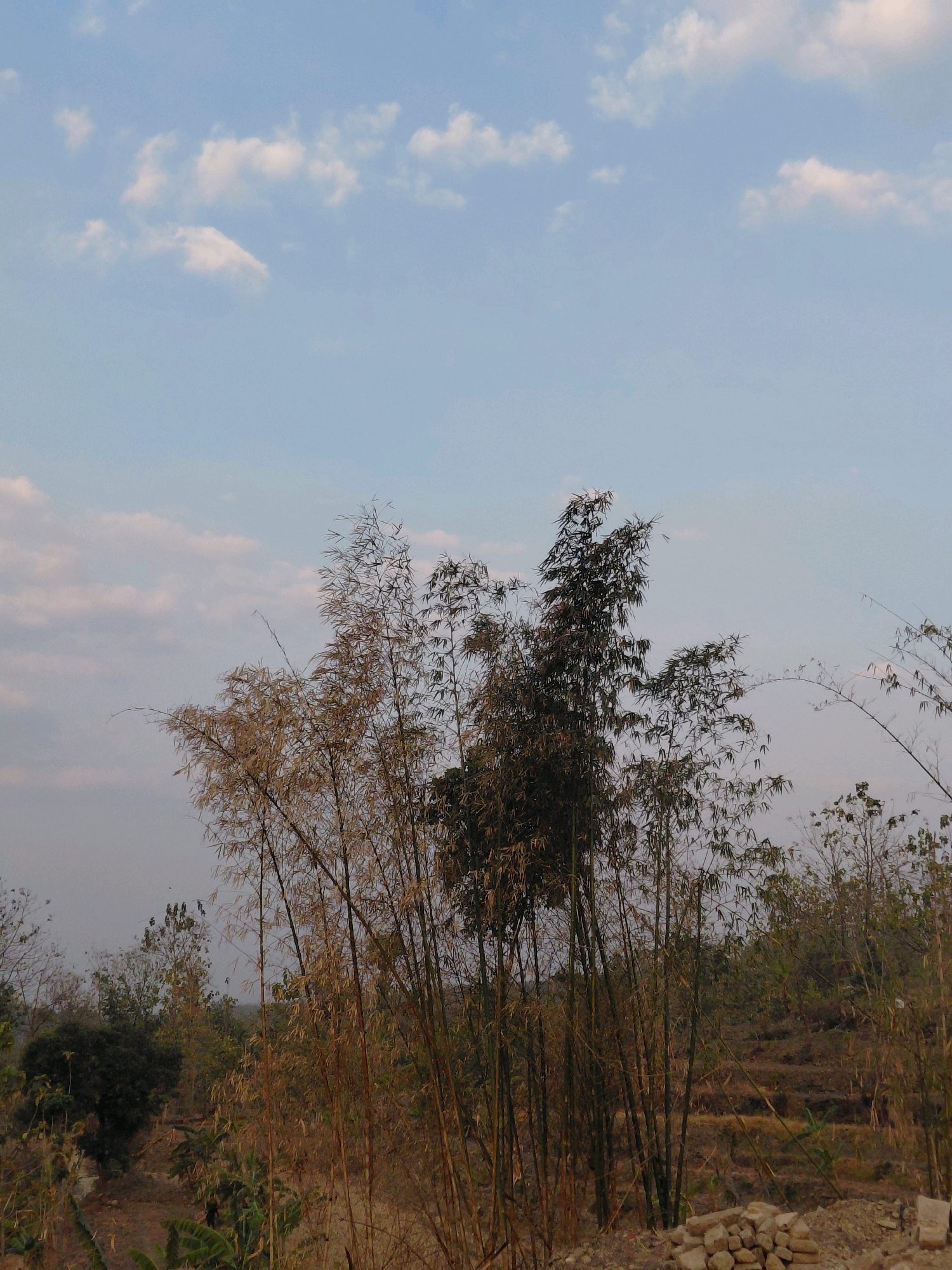 The image depicts a natural landscape with a focus on bamboo trees under a sky with scattered white clouds. The bamboo stalks vary in color, with some appearing dry and golden, while others are a darker green. The background shows a dense arrangement of vegetation, possibly a forest or jungle, with visible terraced slopes suggesting human cultivation or landscape modification. In the foreground, a pile of stones and some dry ground are visible. The overall impression is one of a rural or natural environment. The location is identified as being in Bangkok, Indonesia.