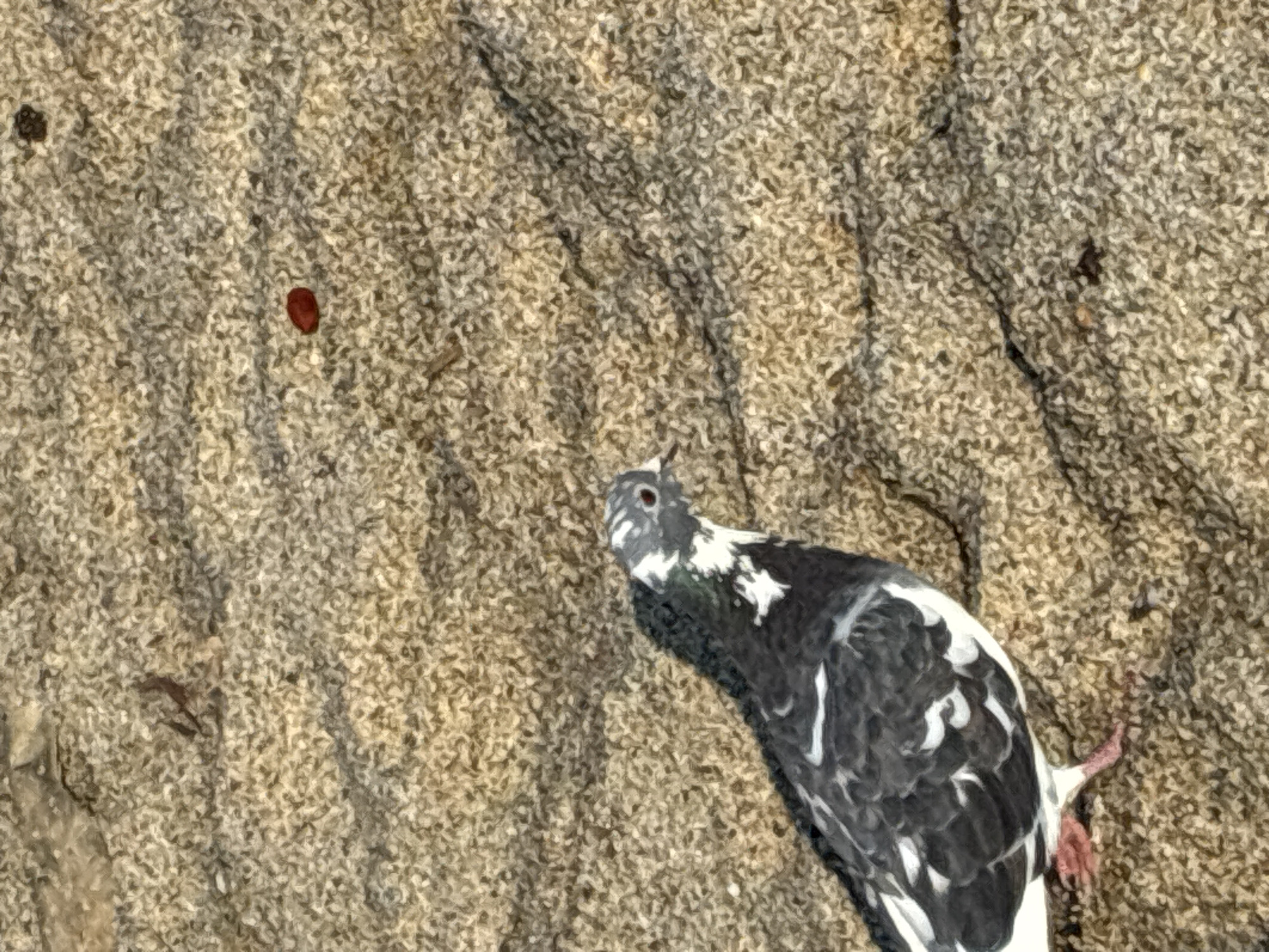 A pigeon with gray and white plumage is standing on coarse, tan-colored sand. A small, reddish-brown object, possibly a berry or seed, is visible on the sand to the upper right of the pigeon. The background is the same sandy texture. The scene is outdoors, and appears to be a natural ground surface, typical of beaches or parks, which could be found in Alanya, Turkey.