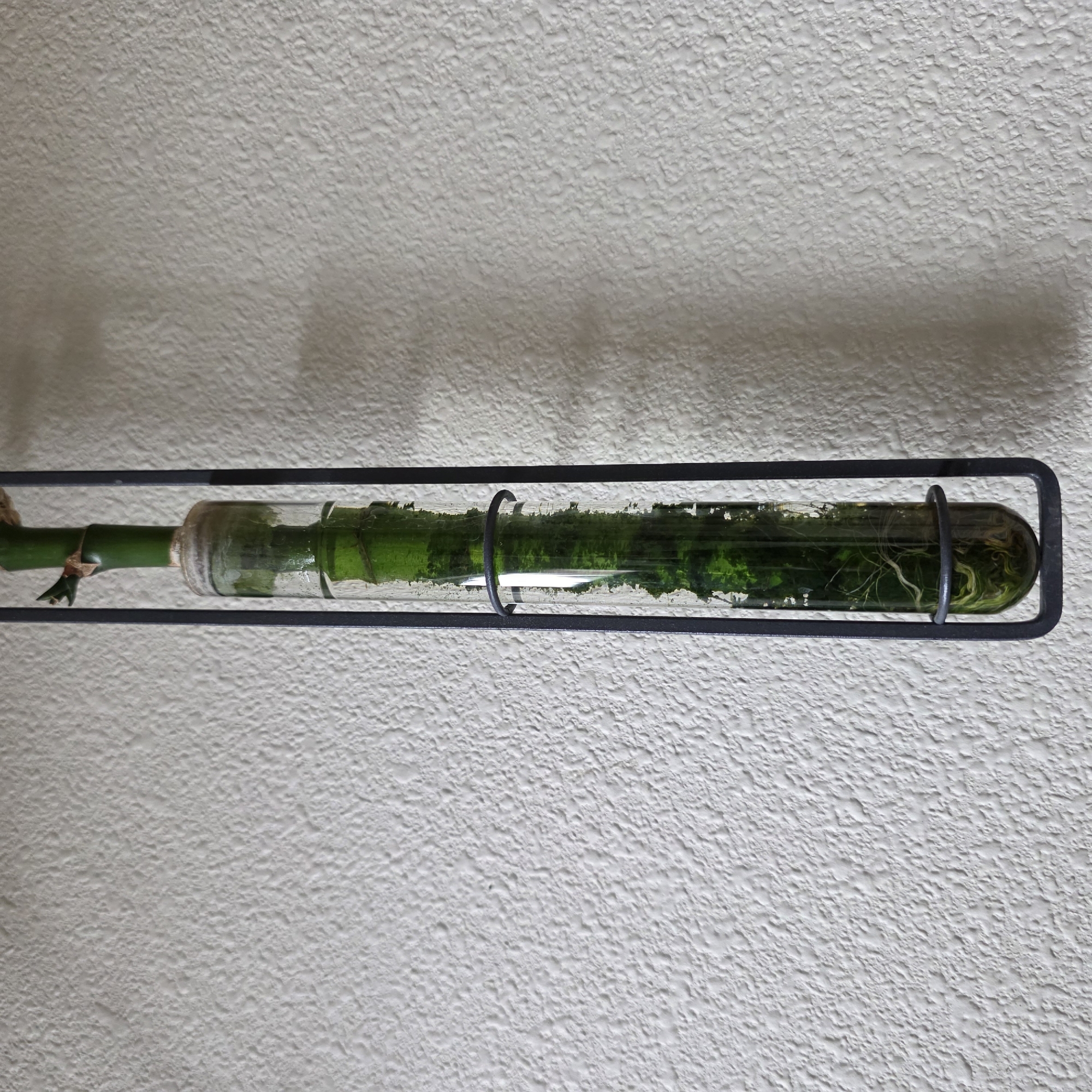 The image shows a horizontal, clear glass tube containing greenery and water, mounted on a textured white wall. The tube is held within a dark, rectangular metal frame. A portion of a green bamboo stalk is visible entering the left side of the tube. Inside the tube, there are lush green aquatic plants with visible roots, and a small amount of water. The lighting suggests it is daytime, with a shadow cast on the wall behind the object. The setting appears to be indoors, possibly a home or office in Beaverton, Oregon. There is no visible text in the image. The composition focuses on the decorative arrangement of the plant within the glass tube.