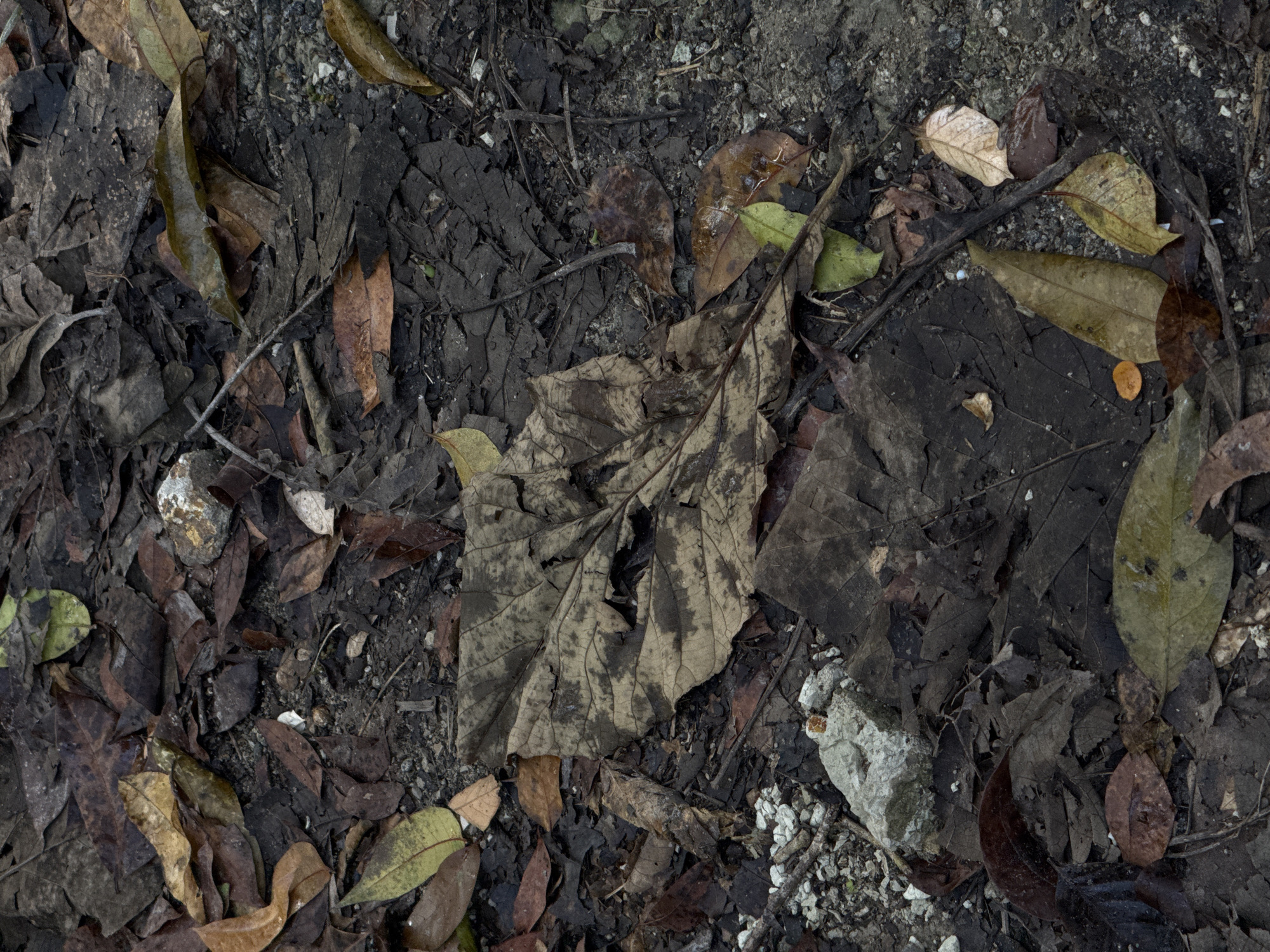 The image displays a close-up, top-down view of a forest floor in Alian, Indonesia, covered in damp, decaying leaves, twigs, and small stones. The dominant colors are browns, muted greens, and grays, creating a natural and somewhat somber atmosphere. The lighting suggests an overcast day or a shaded area, with soft shadows and minimal bright spots. There are no people or animals visible, and no specific actions or interactions are depicted. The scene appears to be a typical ground-level environment within a tropical or subtropical forest ecosystem.