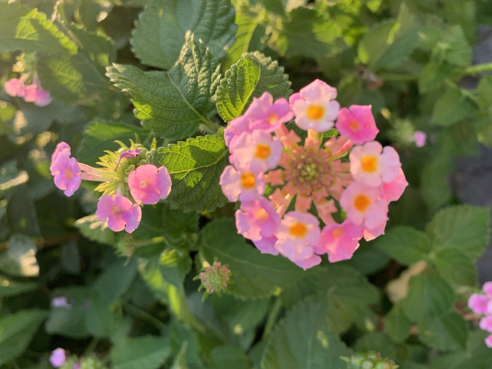 The image shows a close-up of a cluster of pink Lantana flowers, some in full bloom and others as buds, set against a backdrop of lush green leaves. The flowers are small and trumpet-shaped with vibrant yellow centers. The lighting suggests it is either early morning or late afternoon, with soft sunlight filtering through the foliage, creating a warm glow and highlighting the textures of the leaves. There are no people or man-made objects visible in the frame. The focus is entirely on the natural beauty of the flowers and their surrounding greenery. The image does not contain any information that would allow for determining its specific location within the city of Kemer, Turkey.