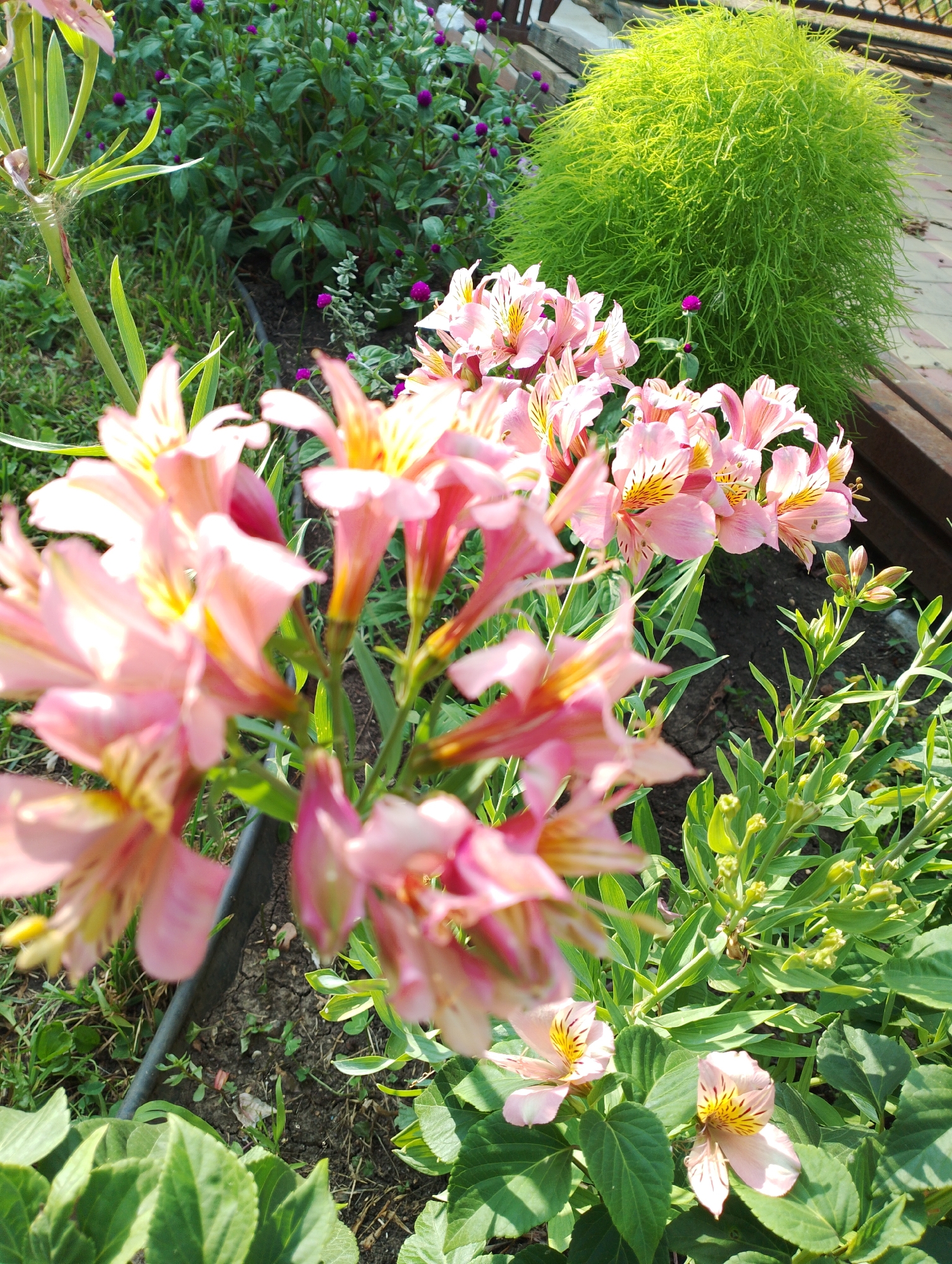 The image captures a close-up view of a vibrant garden scene, likely in Dinskaya, Russia, characterized by lush greenery and delicate pink and yellow flowers. In the foreground, a cluster of Alstroemeria flowers, also known as Peruvian lilies, dominates the frame. These flowers, with their characteristic trumpet shape and speckled petals, are primarily soft pink with prominent yellow and dark brown streaks on their inner surfaces. They are depicted in various stages of bloom, with some fully open and others still in bud.
Behind the Alstroemeria, a dense bed of greenery provides a contrasting backdrop. Amongst the foliage, small, spherical purple flowers, possibly Gomphrena globosa (globe amaranth), are scattered, adding pops of color. To the right, a large, fluffy, bright green plant, resembling a Japanese kochia or summer cypress, stands out. Its feathery texture and rounded form create a striking visual element. The ground beneath the plants appears to be dark soil, with some patches of grass and scattered leaves. The overall lighting suggests a sunny day, with dappled sunlight illuminating the scene and casting subtle shadows. The presence of a wooden structure, possibly part of a bench or fence, is visible in the upper right corner, hinting at a cultivated garden setting. The image is taken from a slightly elevated perspective, looking down into the garden. There are no people or animals visible in the frame.