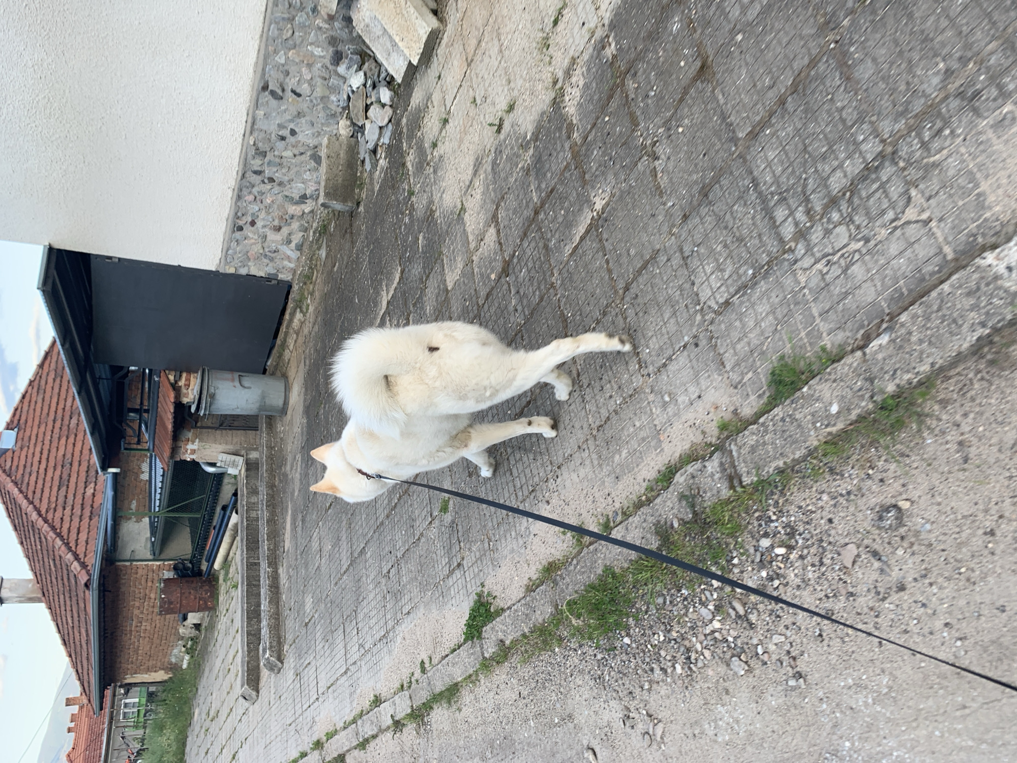 The image depicts an outdoor scene in Rozino, Bulgaria, featuring a white dog on a leash walking away from the viewer on a paved path. The dog, likely a Spitz-type breed, has a thick, curled tail and a small dark spot on its right hindquarter; it wears a dark collar with a dark leash extending forward and left out of the frame.
The ground consists of worn, rectangular concrete pavers with visible grid patterns and cracks. To the left, a concrete curb separates the paved area from a strip of dirt and gravel with sparse green vegetation.
In the left background, a building with a reddish-brown tiled hip roof and a brick facade is visible, featuring a chimney and an attached lean-to structure. A rusty metal barrel rests near the brick wall. Beyond this, other structures with similar roofs and distant mountains under a light sky can be seen.
In the right background, a building with a cream-colored stucco upper wall and a grey stone foundation is present. A dark grey metal door or gate is set into an opening under an overhang. A grey metal trash can is situated near this building, and scattered concrete debris lies on the ground nearby.