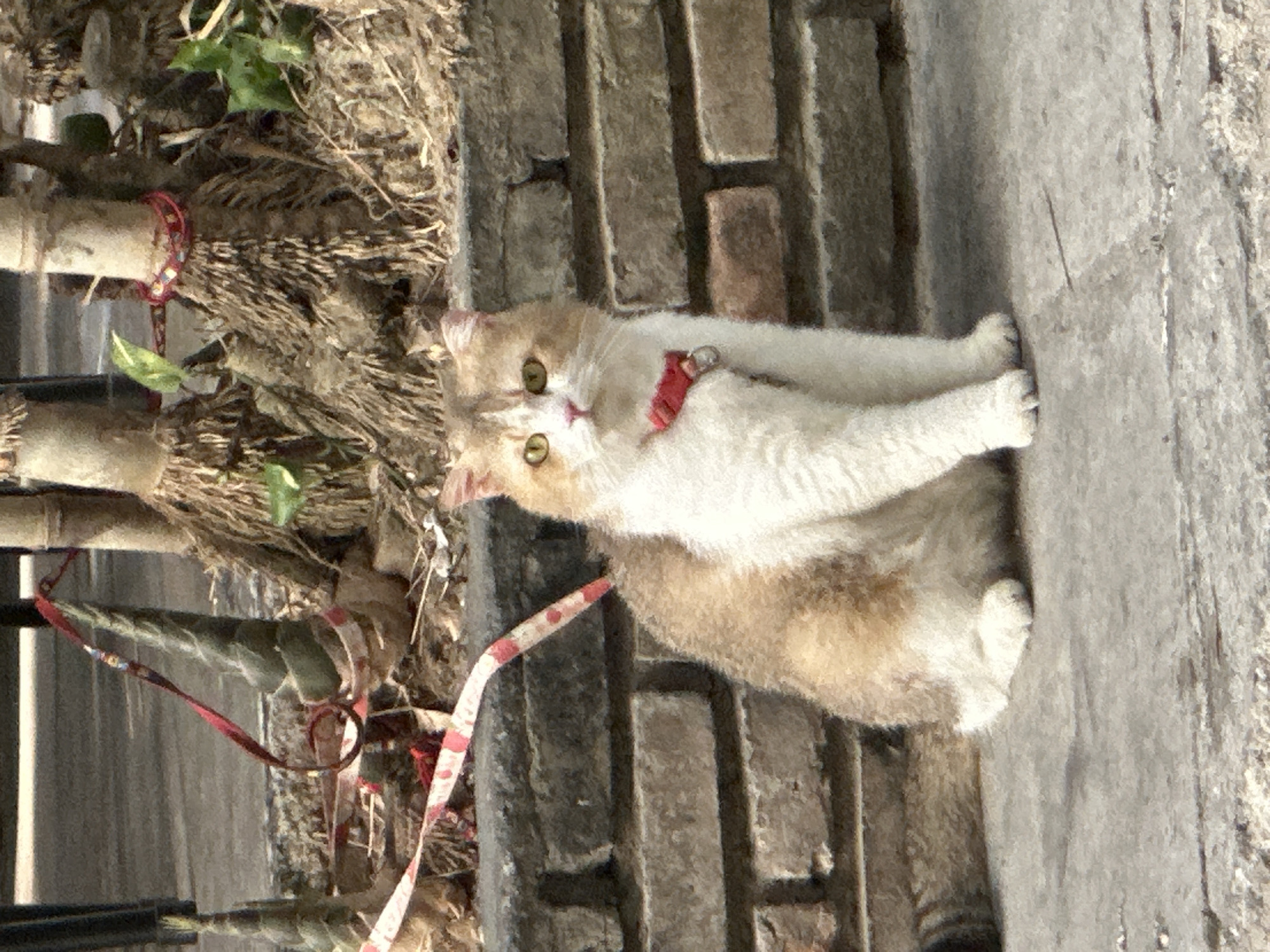 A calico cat with white and tan fur is sitting on a concrete surface in front of a brick wall. The cat is wearing a red collar with a small bell. Behind the cat, there are bamboo stalks with red ribbon tied around them, and dry vegetation. The ground is a grey concrete path. The image appears to be taken outdoors in a city environment. The location is described as Nha Trang Ward, Vietnam.