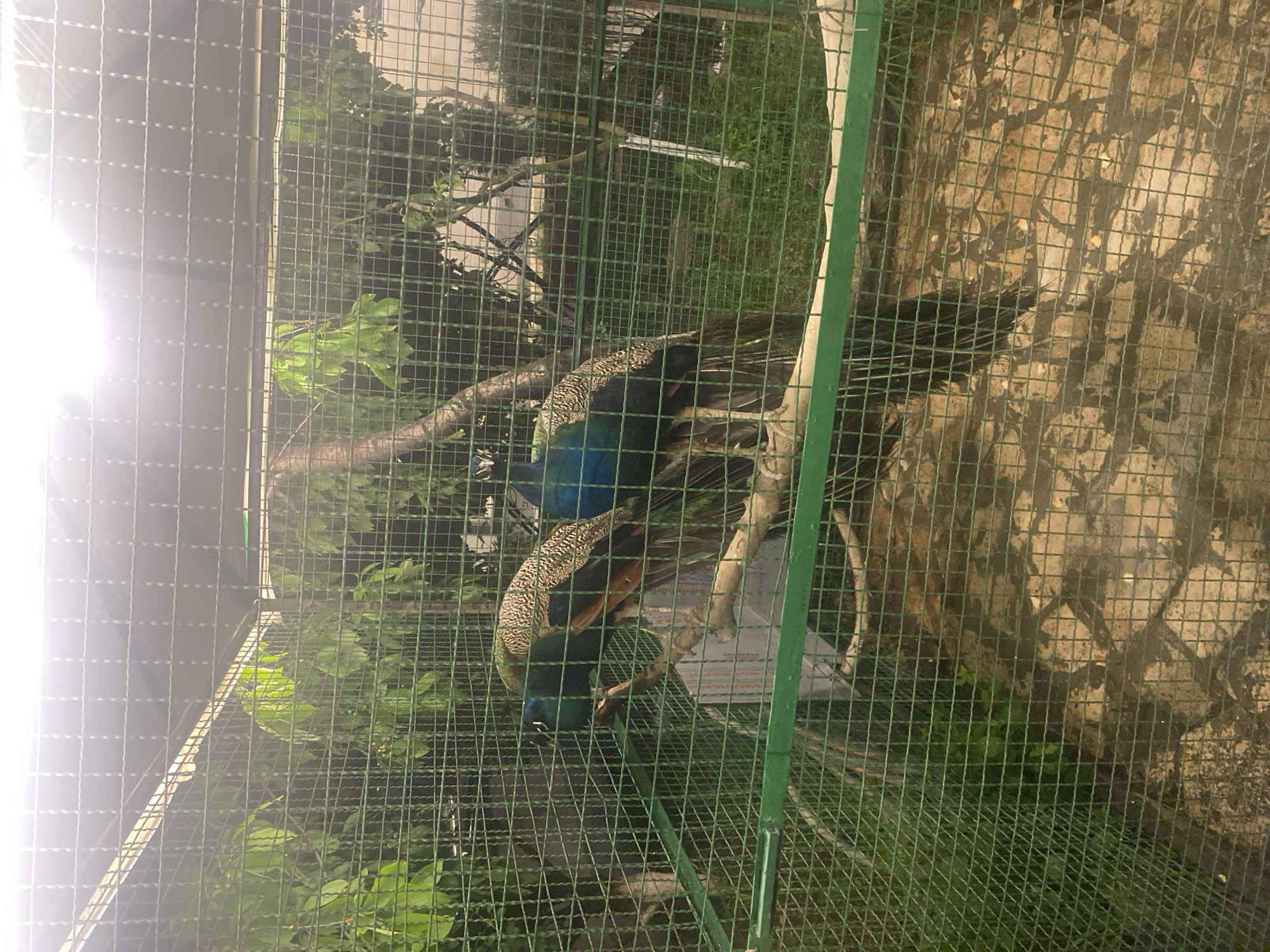 The image shows two peacocks inside a cage, presumably in Verin Ptghni, Armenia. The cage is constructed from wire mesh. Behind the cage, there is greenery and a wall.