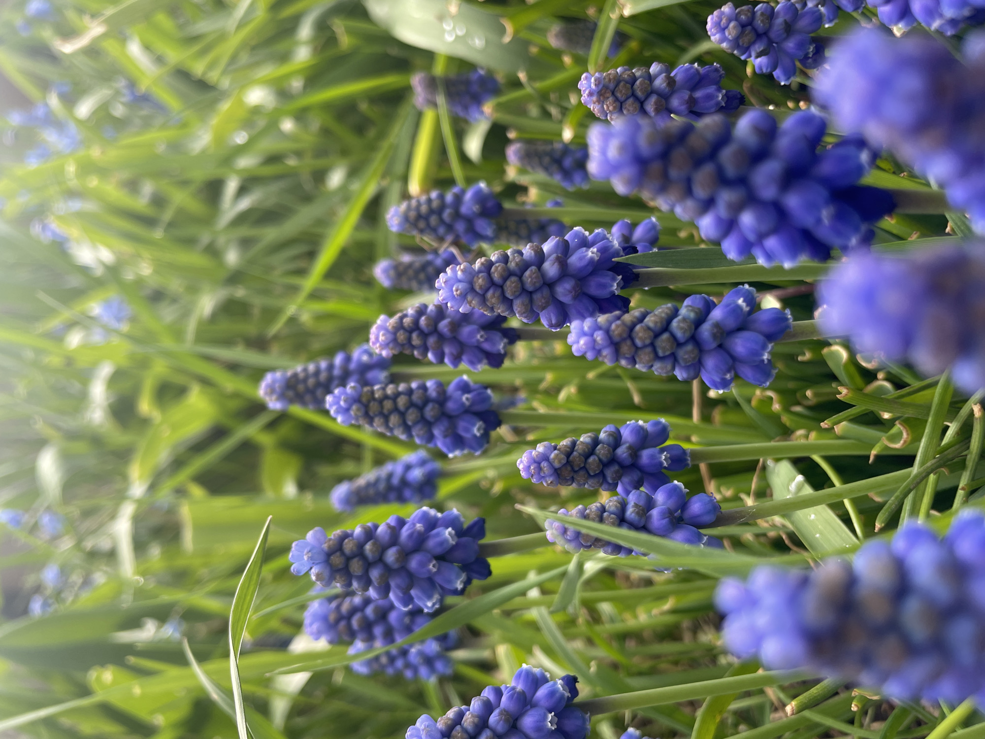 The image shows a close-up of numerous grape hyacinth flowers (Muscari) with vibrant blue petals and brownish-purple tops, interspersed with green grass blades. The plants are arranged densely and oriented towards the camera, with some flowers in sharp focus while others are blurry due to the shallow depth of field. The lighting is bright and there might be an overexposure in some areas, creating a soft, slightly hazy effect. No people, objects, or interactions are visible other than the flowers and grass. Given the flowers and grass, it is plausible that this scene could be found in a park or garden in Sofia, Bulgaria, but the precise location cannot be verified from the image alone.
