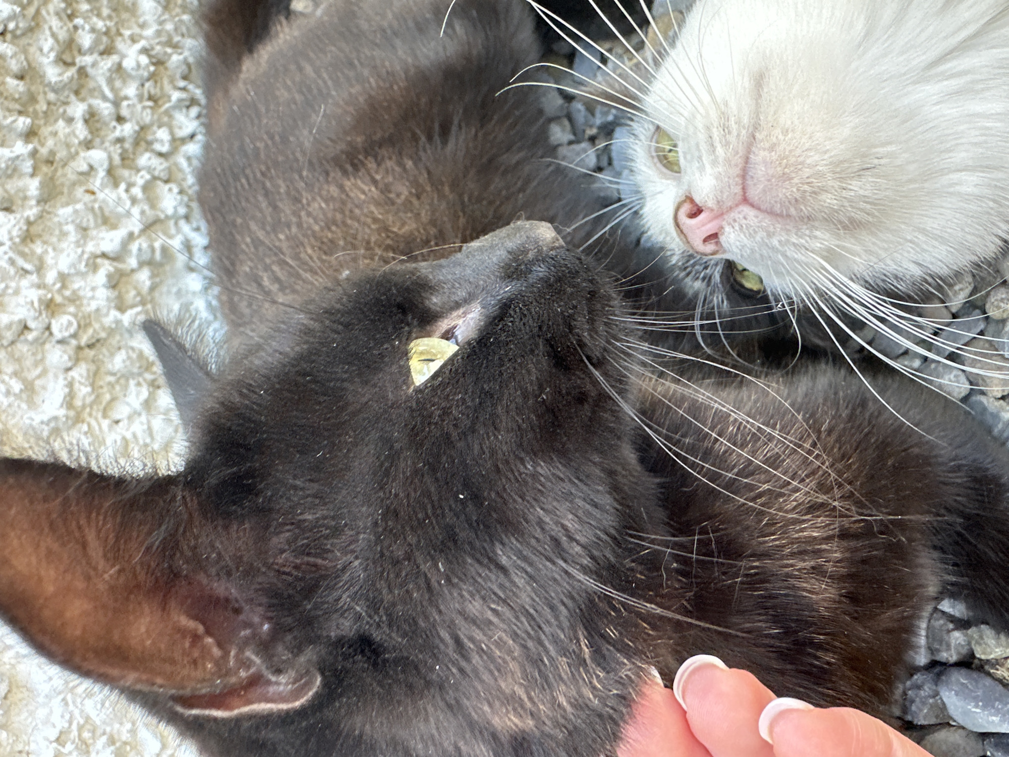Two cats, one black and one white, are lying down next to each other on a gravel surface. The black cat is on the left side of the frame, facing right. Its fur appears dark, with some lighter brown undertones visible. The white cat is positioned on the right side of the frame, facing upwards, with its head tilted slightly to the left. Its fur is predominantly white, with hints of gray around its eyes and ears. A human hand with painted fingernails is visible on the far left of the image, gently touching the black cat's fur. The background consists of a textured, off-white wall. The overall scene suggests a casual, outdoor setting, possibly a garden or alleyway. The location in Moortown, Ireland is not discernible from the image itself.