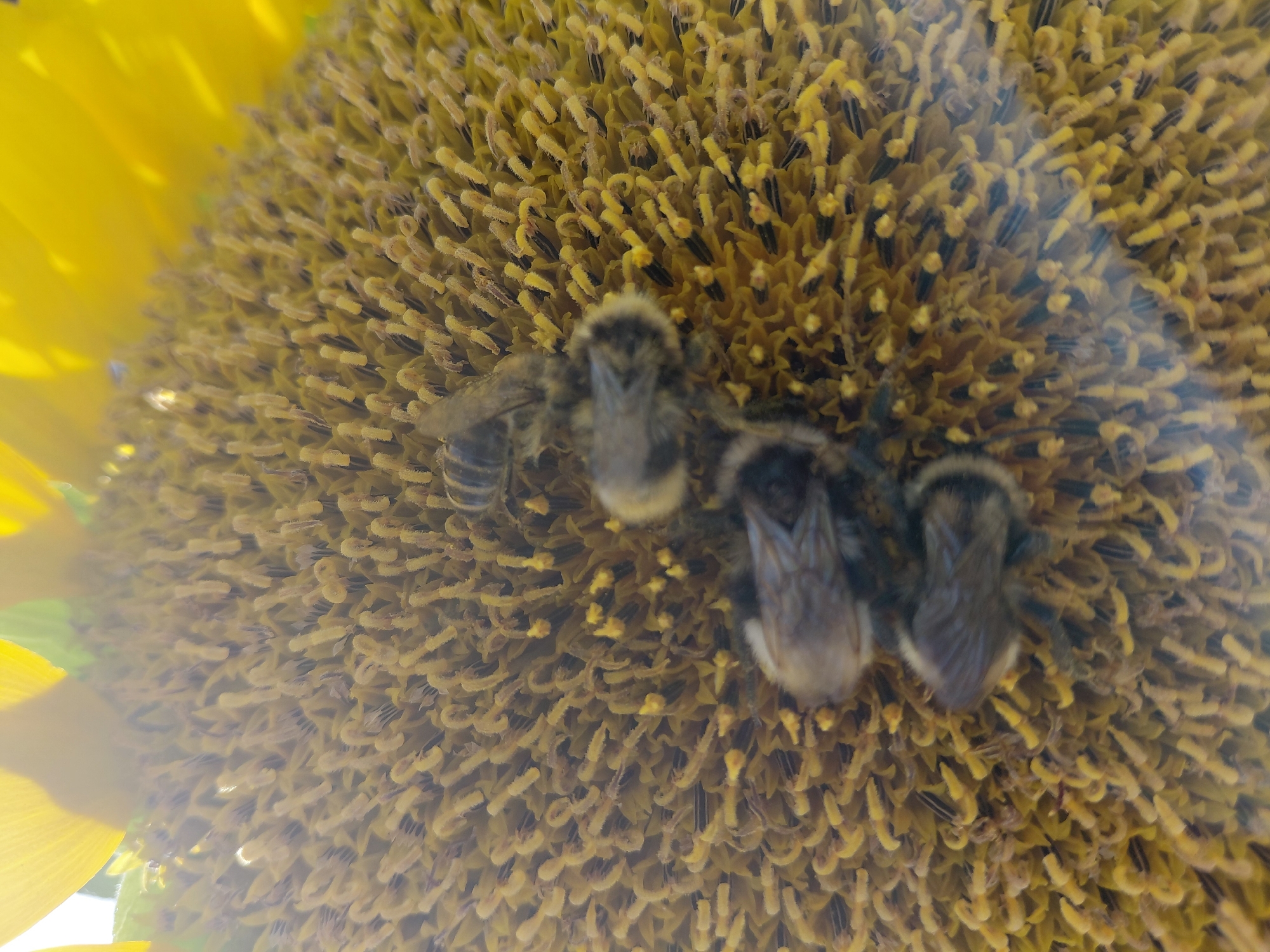 In Malinovka, Russia, a close-up shot captures a sunflower head teeming with activity. Four bees, appearing fuzzy and striped, are actively foraging among the numerous yellow florets and stamens. Sunlight streams from the upper left, illuminating the scene and casting a soft glow on the sunflower's petals. The bees, engaged in collecting nectar and pollen, represent a common sight in nature, showcasing the intricate relationship between pollinators and flowering plants. The composition, with its focus on the intricate details of the sunflower and the bees, offers a glimpse into the delicate balance of the ecosystem.