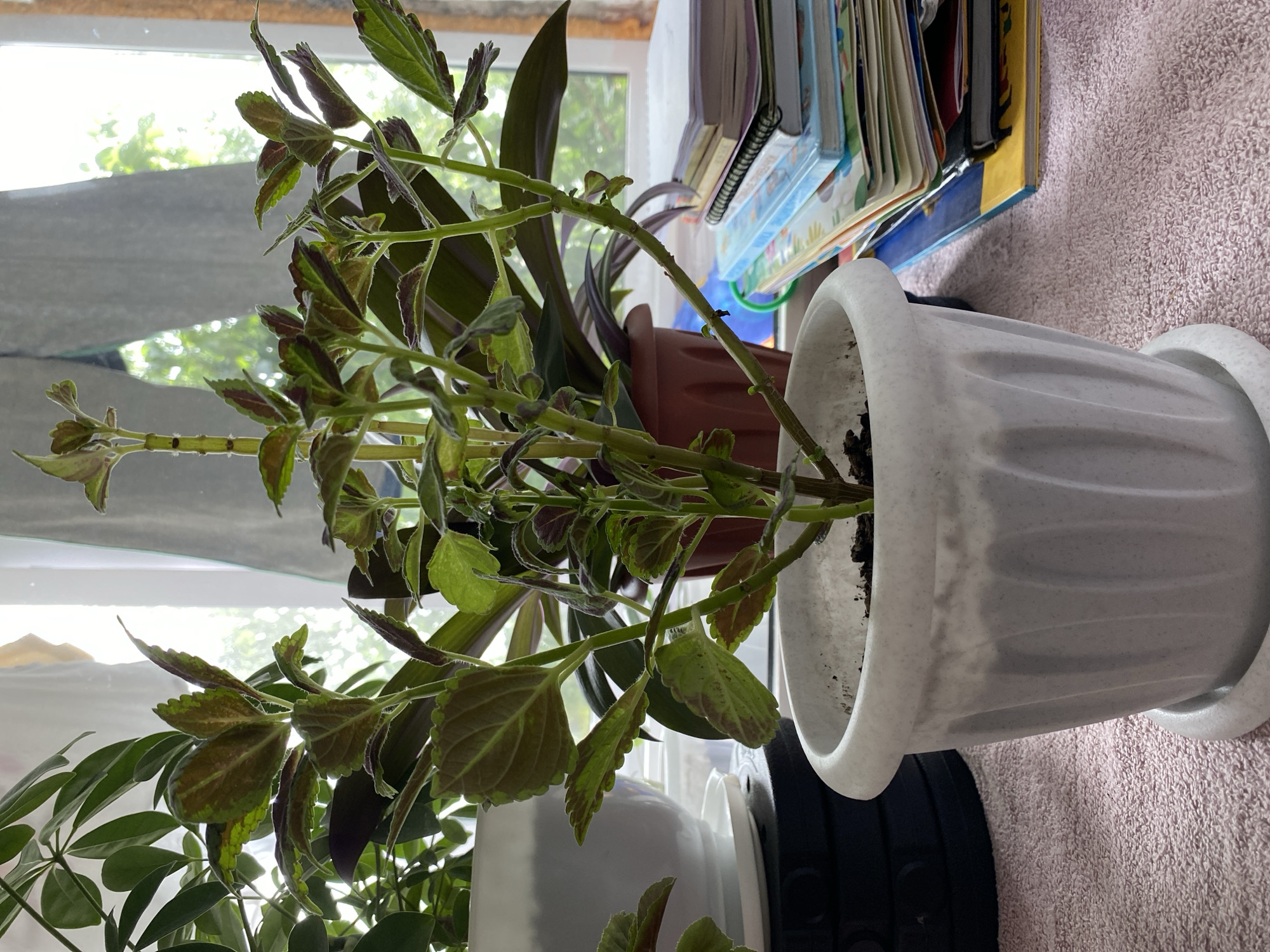 The image shows a close-up of a potted plant with variegated green and burgundy leaves. The plant is in a white fluted pot with a matching saucer, placed on a pink textured surface, possibly a towel. In the background, there is a window with light filtering through, showing greenery outside. To the right of the plant, a stack of colorful books and notebooks is visible. To the left, another potted plant with large green leaves is partially visible, along with a black cylindrical object. The overall setting appears to be an indoor environment, likely a windowsill. There are no people or animals visible in the image. The location is not specified within the image.