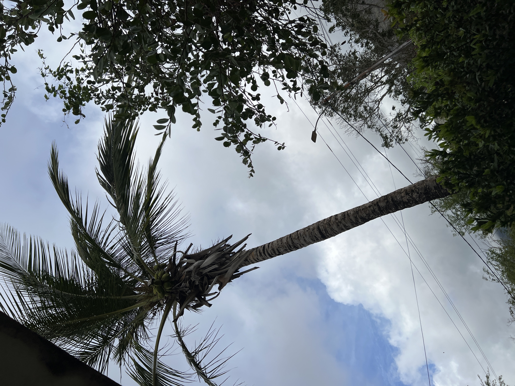 The image depicts a low-angle view of a palm tree against a cloudy sky. The palm tree is tall and slender with a rough, textured trunk. Its fronds are long and feathery, and a cluster of green coconuts is visible near the top. To the right of the palm tree, there are dense green leaves from another tree or bush. A street lamp and power lines are visible in the background, suggesting an urban or semi-urban environment. The sky is overcast with patches of blue peeking through. The scene appears to be outdoors in a tropical or subtropical climate. The location of La Tagua, Venezuela, is not directly indicated by any visual elements in the image.