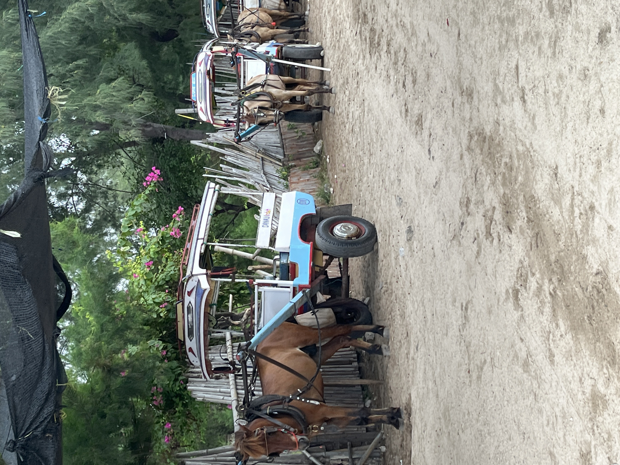 The image captures a serene outdoor scene in Indonesia, featuring several traditional horse-drawn carriages (locally known as 'delman' or 'dokar') lined up on a sandy path. The image is presented vertically, depicting a horizontal scene where the path runs across the upper portion of the frame, and lush greenery dominates the lower and left side.
At least three two-wheeled carts are visible, each pulled by a brown horse. The horses are equipped with harnesses and appear to be standing still, suggesting they are waiting for passengers or taking a break. The closest cart features a distinctive blue and white painted section with the visible text "DAMANIN" and a circular logo next to it. Other carts further down the line show red, white, and blue decorative elements.
The sandy or dirt path is bordered by a rustic fence made of vertical wooden poles. Beyond the fence, dense green trees, possibly casuarina or pine, stretch into the background, accompanied by bushes adorned with bright pink flowers, reminiscent of bougainvillea. On the far left, a black mesh tarp or netting is partially visible. The scene is illuminated by soft, diffused daylight, indicating either an overcast sky or an early morning/late afternoon setting. The overall impression is one of a quiet, traditional transportation hub in a natural, possibly coastal or rural, Indonesian environment.