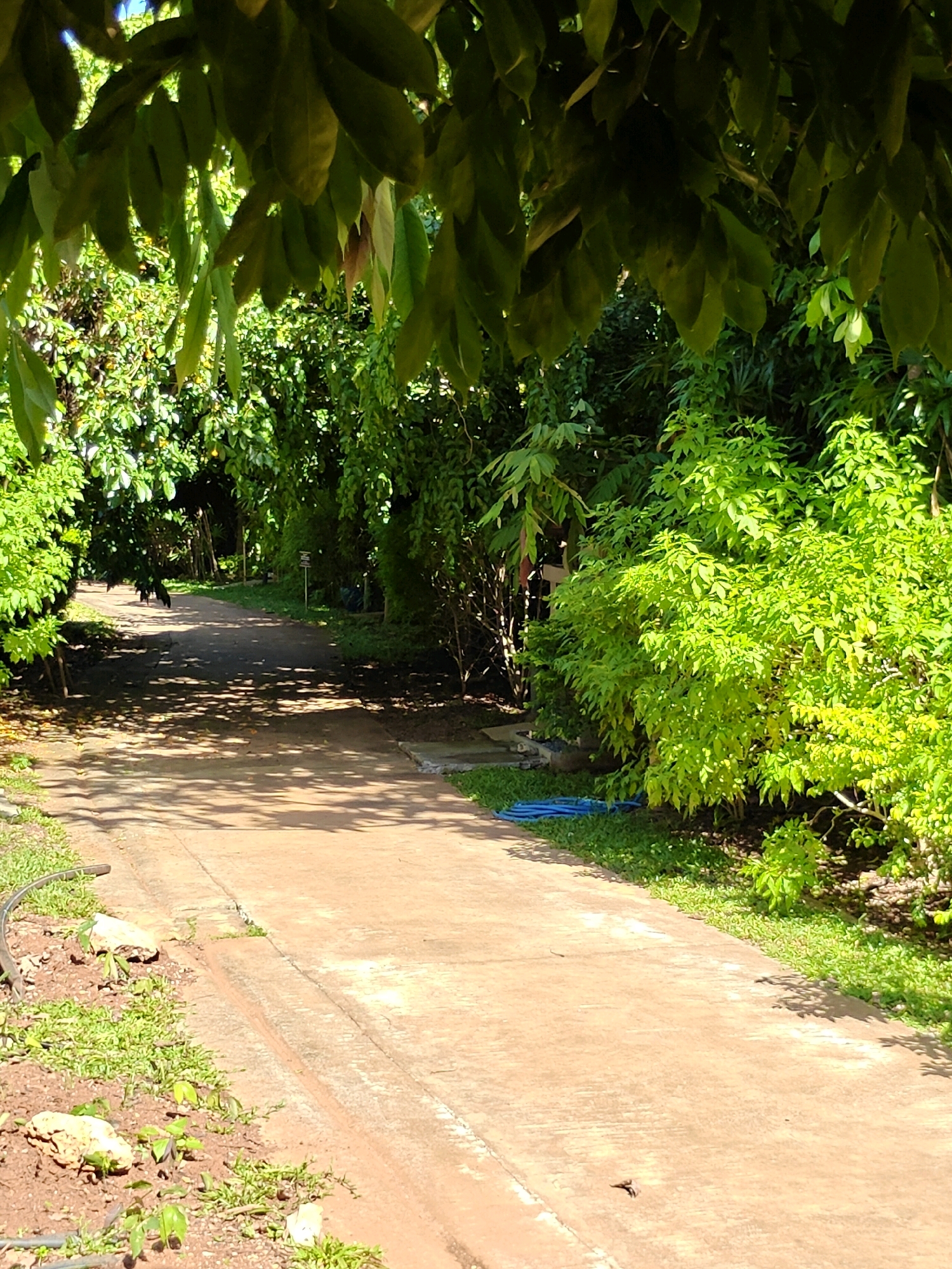 In the city of Mu Si, Thailand, a sun-dappled concrete pathway meanders through lush green vegetation. The pathway, slightly worn, shows signs of age and is bordered by verdant plant life. Shadows from overhead leaves cast intricate patterns on the path, suggesting a shaded and natural environment. On the right side of the path, a vibrant green shrub is in full bloom, contrasting with the rougher, earthy ground on the left. A blue hose lies coiled on the grass near the shrub, indicating recent use or readiness for watering. The overall scene evokes a sense of peaceful, natural beauty within a tropical setting.