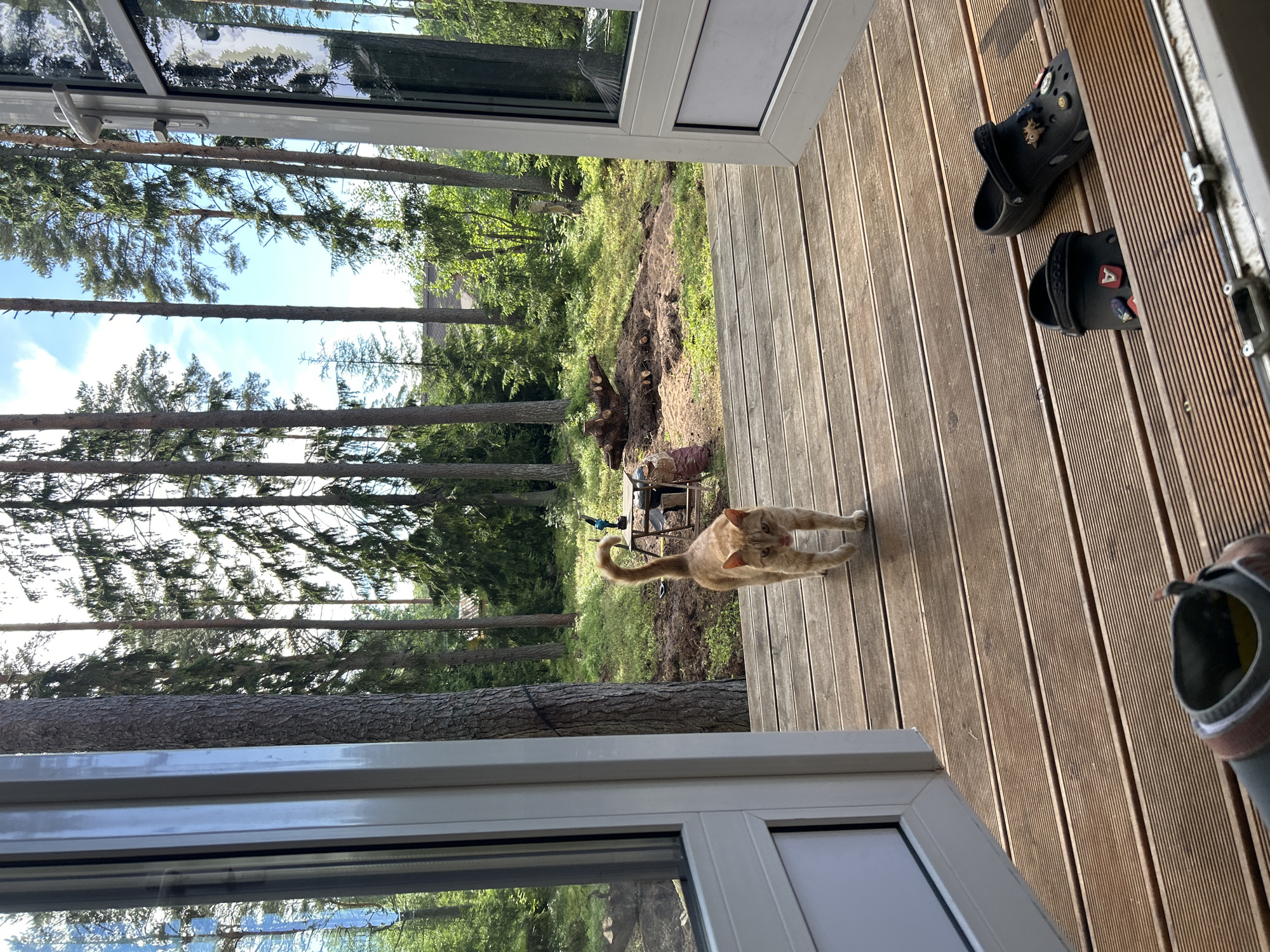 A ginger cat walks on a wooden deck outside a house. The house is surrounded by a forest of tall pine trees. The deck has two pairs of black clogs on it. In the background, there is a construction site with piles of dirt and a table with tools. The sky is blue with a few white clouds. The image appears to be taken on a sunny day. The location is Shepelyovo, Russia.
