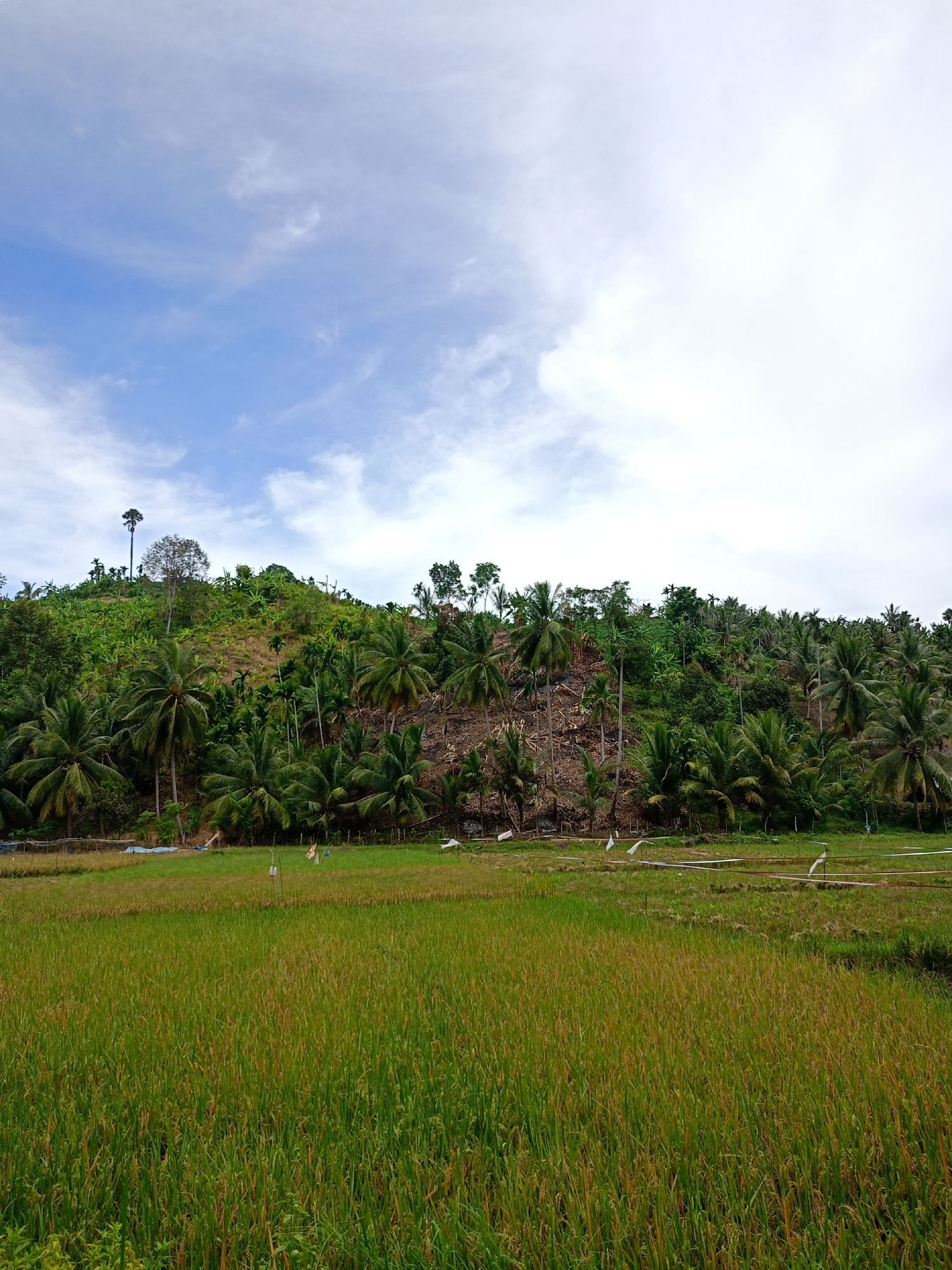 The image shows a landscape scene in Palohpanyang, Indonesia. In the foreground is a green and yellow rice paddy. Behind the paddy, a hill covered in dense vegetation rises, including coconut palms and various trees. The hill has areas of exposed earth. The sky above is partly cloudy, with patches of blue. There are no people visible. Wooden stakes with white strips are visible in the paddies between the grass and hill in the background.