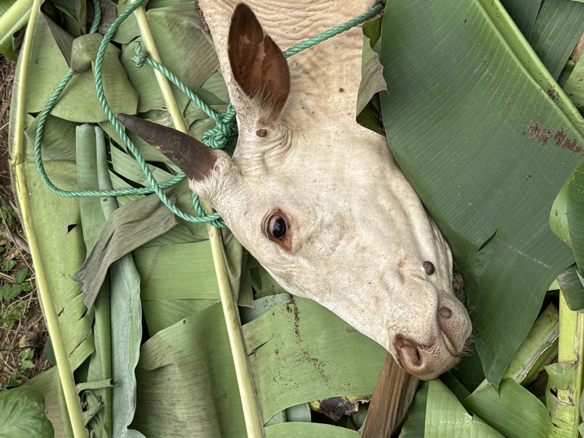 The image displays a close-up, overhead view of the head of a light-colored bovine animal, likely a cow, resting on a bed of fresh green banana leaves. The animal's hide is a pale, creamy color with visible wrinkles and short fur. One dark brown ear is prominent, along with a dark, pointed horn stump on the left side of its head. The animal's eye is open, showing a dark pupil and light brown iris, while its snout and nostrils are clearly visible.
A bright green synthetic rope is draped across the scene, encircling parts of the animal's head and the banana leaves, with some knots visible. A dark wooden pole or stick is positioned near the animal's snout. The large, vibrant green banana leaves form a substantial backdrop, with some minor imperfections like tears or slight browning. In the background, traces of dark soil and small ground vegetation indicate an outdoor setting.
The scene suggests the animal has been laid out, possibly for transport, butchering, or a ceremonial purpose. The natural lighting indicates it is daytime. There is no visible text in the image. Given the location context of Eziudo, Nigeria, the arrangement of the animal with banana leaves could be indicative of preparation for food, a market, or a cultural event involving livestock.
