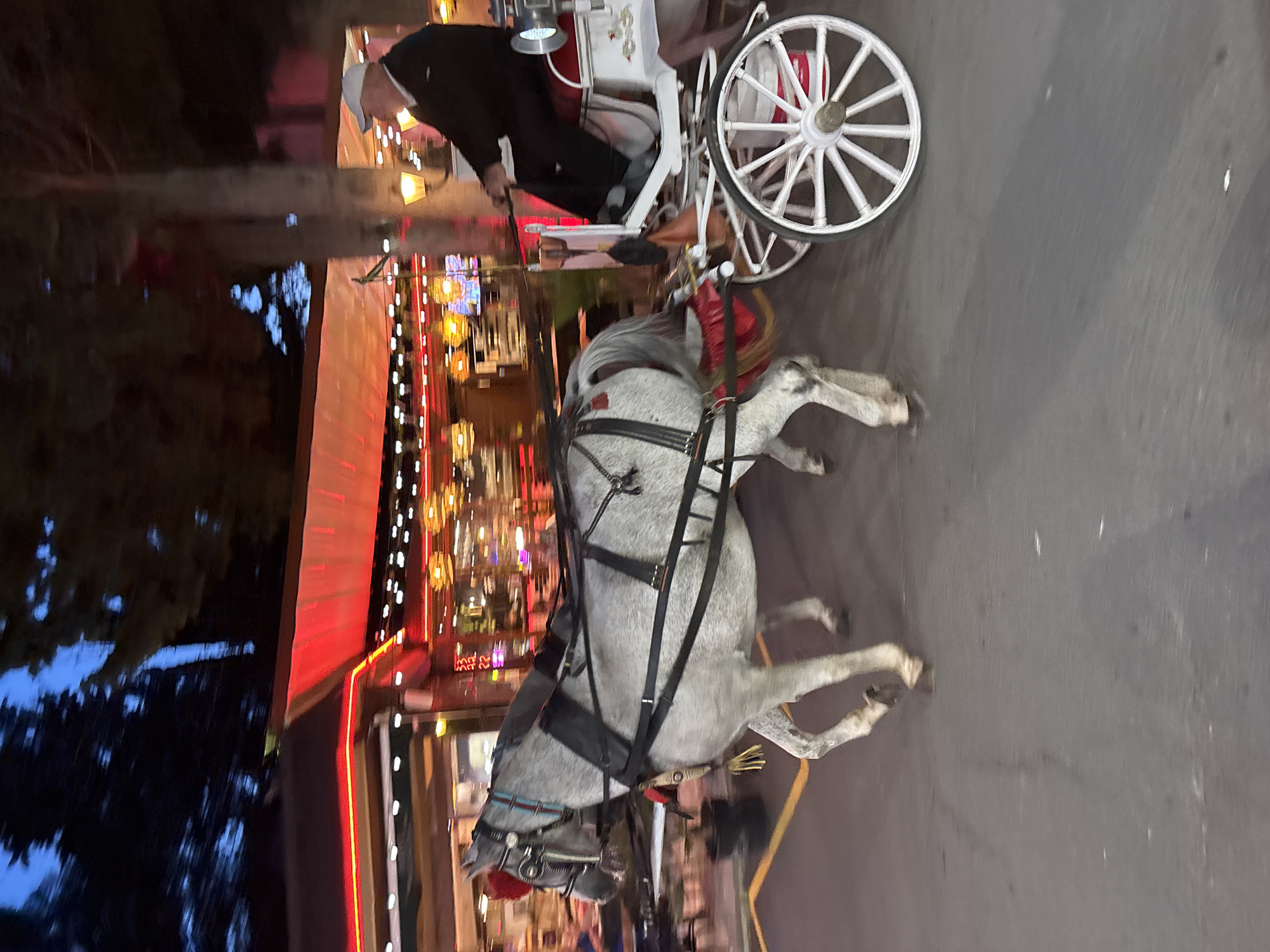 In Nesebar, Bulgaria, at dusk, a grey horse pulls a white carriage with a person in a dark coat and white hat driving. The horse is adorned with red tassels and a red plume on its head. The carriage has a red interior and white spoked wheels. In the background, a building with a red awning and numerous lights is visible, suggesting it might be a restaurant or entertainment venue. The scene is lit by streetlights and the building's illumination, creating a festive atmosphere.