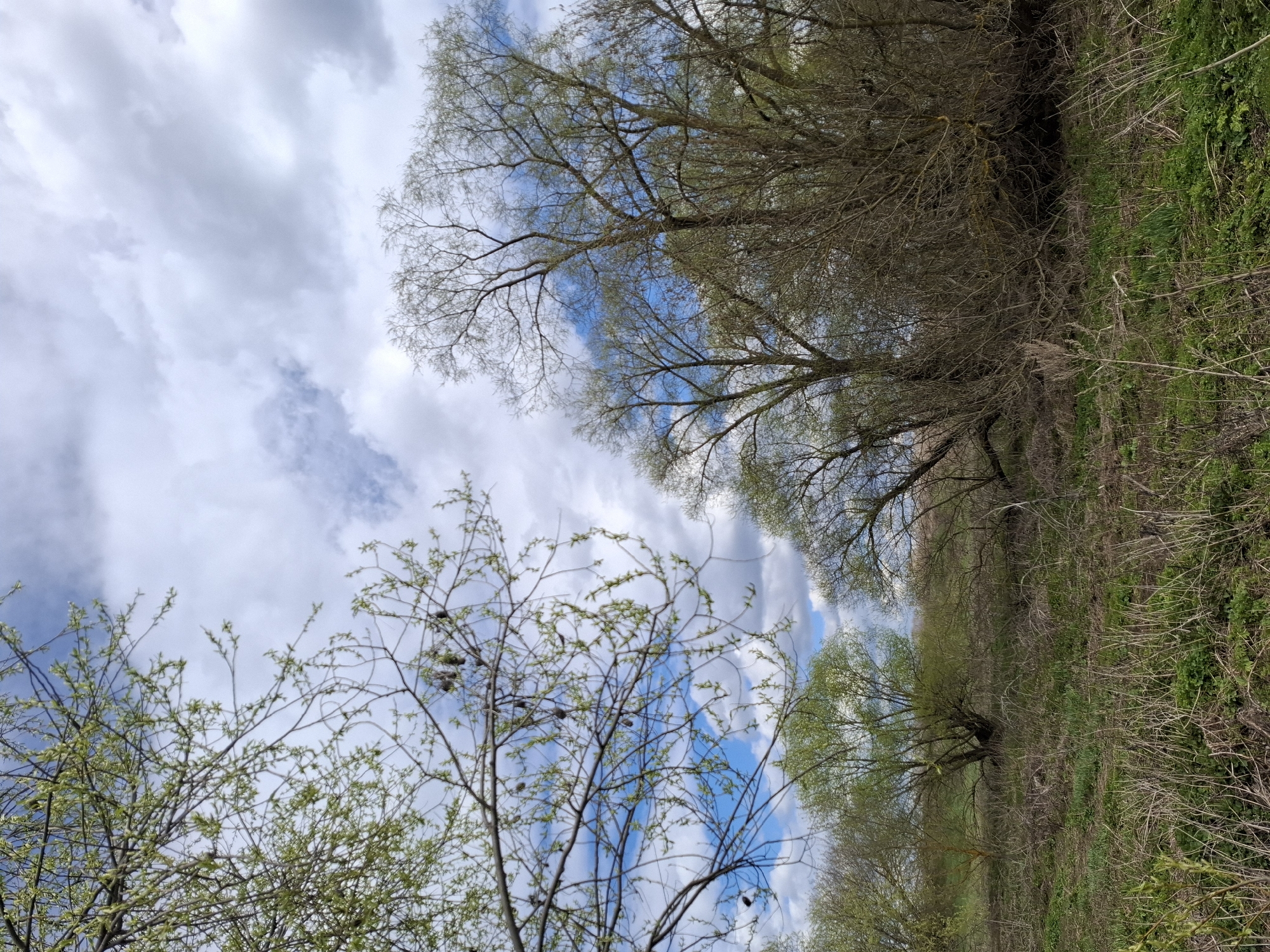 The image shows a view looking up into trees against a sky with clouds. The trees are in various stages of budding, with some showing new green leaves and others still appearing relatively bare. The ground is covered in dry grass and some green vegetation. Based on the prompt, this is located in Дерезовка, Russia.