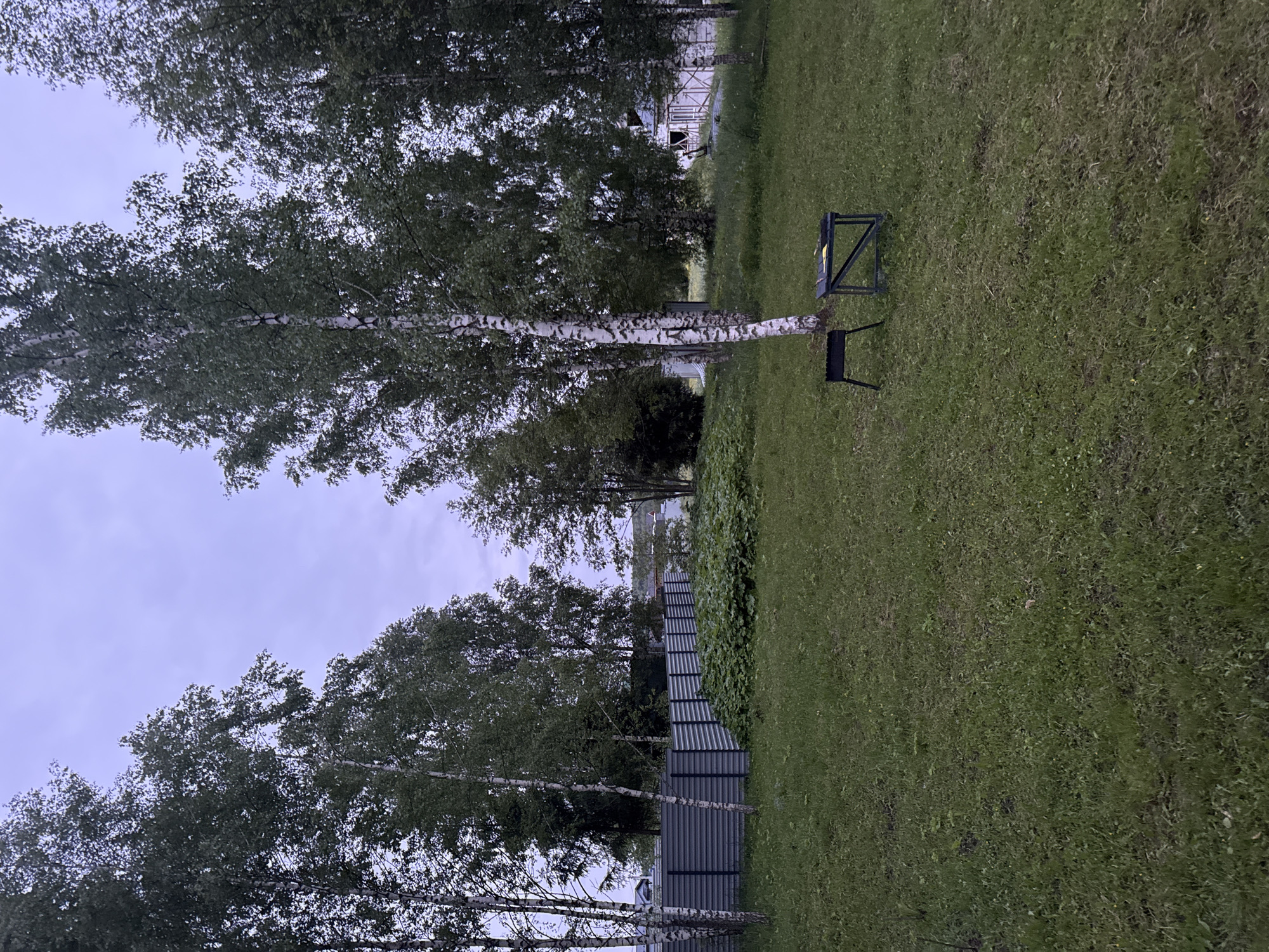 The image depicts a grassy area in Buzhaninovo, Russia. Several birch trees with white bark and green leaves stand along the left side. A gray fence runs alongside the trees. A black metal structure and a chair sit on the grass. In the background, glimpses of buildings are visible. The sky is overcast.