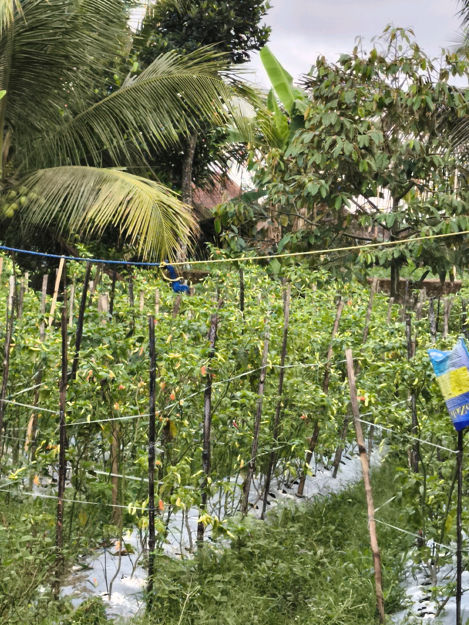 This image captures a chili pepper farm in Kaligondo, Indonesia, a scene rich with agricultural life. The foreground is dominated by rows of chili plants, their green leaves and small red and yellow peppers forming a dense canopy. The plants are supported by thin wooden stakes, creating a structured, almost uniform grid pattern across the farm. White plastic sheeting is laid out between the rows, a common practice to suppress weeds and retain soil moisture.
In the background, lush tropical vegetation provides a vibrant backdrop. Towering palm trees with their characteristic fronds are visible, along with the broad leaves of banana trees and other dense foliage. The overall impression is one of a thriving agricultural landscape, bathed in natural light under an overcast sky. The scene is peaceful and suggests a productive day's work is either underway or has recently concluded. There are no people visible in the frame, focusing the attention entirely on the cultivated plants and the natural environment. The presence of a blue and yellow plastic bag on a string strung across the plants adds a small, man-made element to the otherwise organic scene.