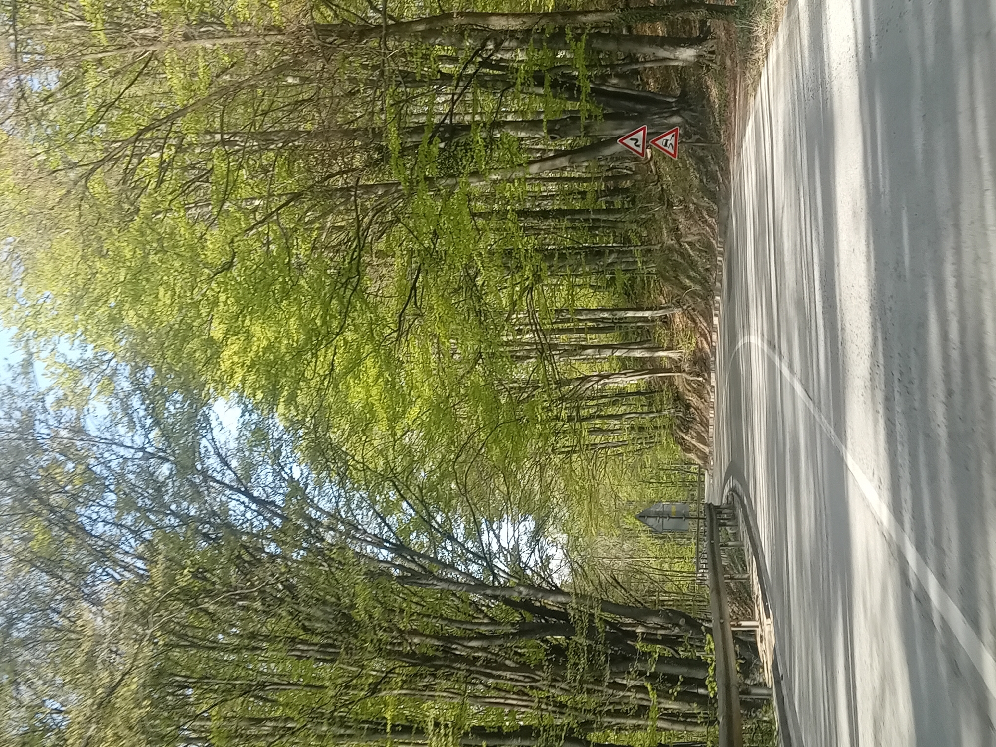 A road winds through a dense forest, with the tree canopy overhead creating a tunnel-like effect. Two road signs are visible beside the road, with an unidentified barrier or structure visible past them. The location is a remote or natural area with a paved road.