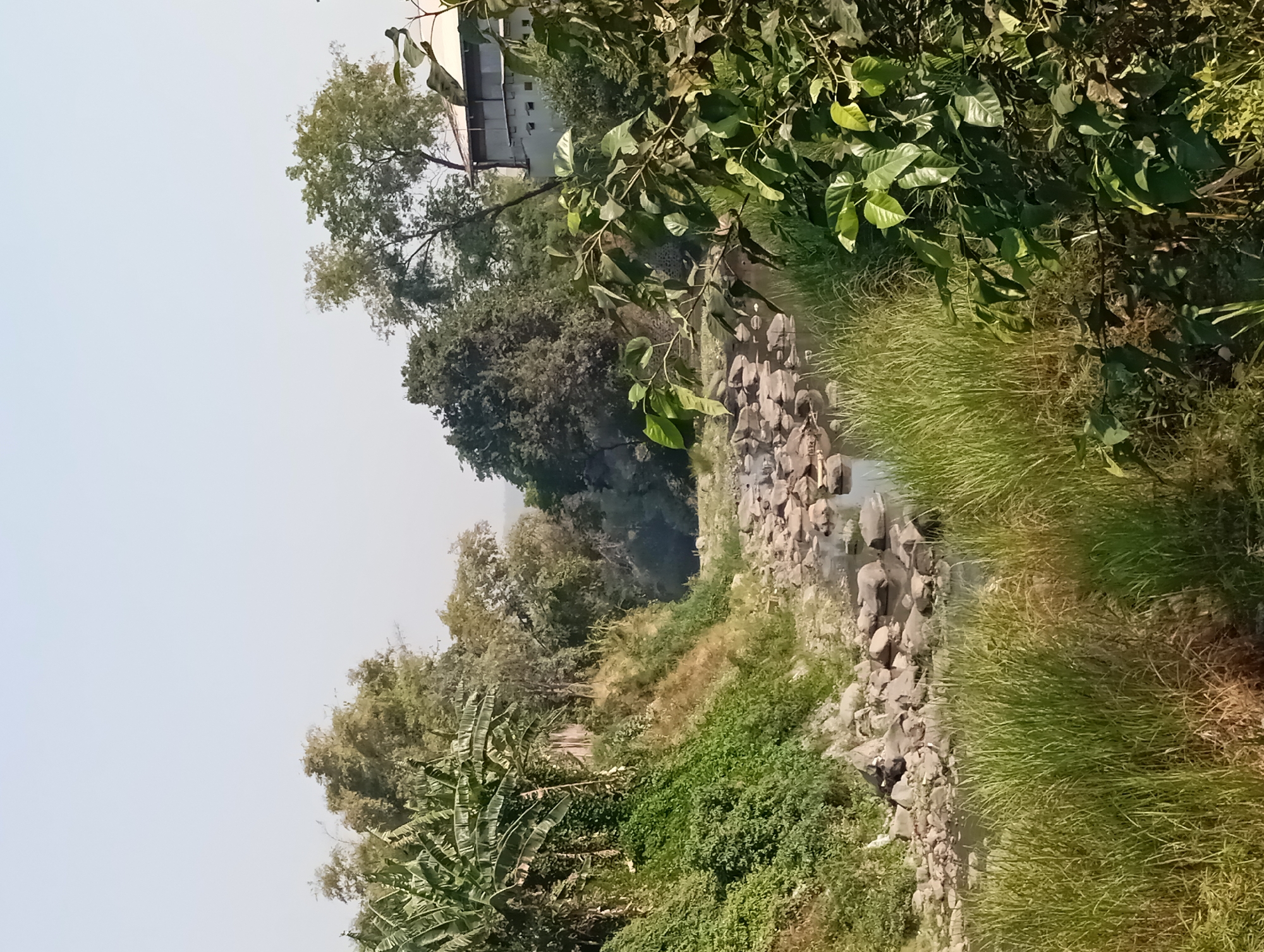 The image depicts a natural scene in Kepulungan, Indonesia, featuring a shallow, rocky stream winding through lush vegetation. On the left bank, banana trees and dense green bushes grow on an incline. The stream bed is covered with numerous smooth, grey stones, with a small amount of water flowing between them. Tall green grasses and other plants line the banks of the stream. In the background, a building with a white exterior and a tiled roof is visible amongst a cluster of trees. The sky above is a clear, pale blue.