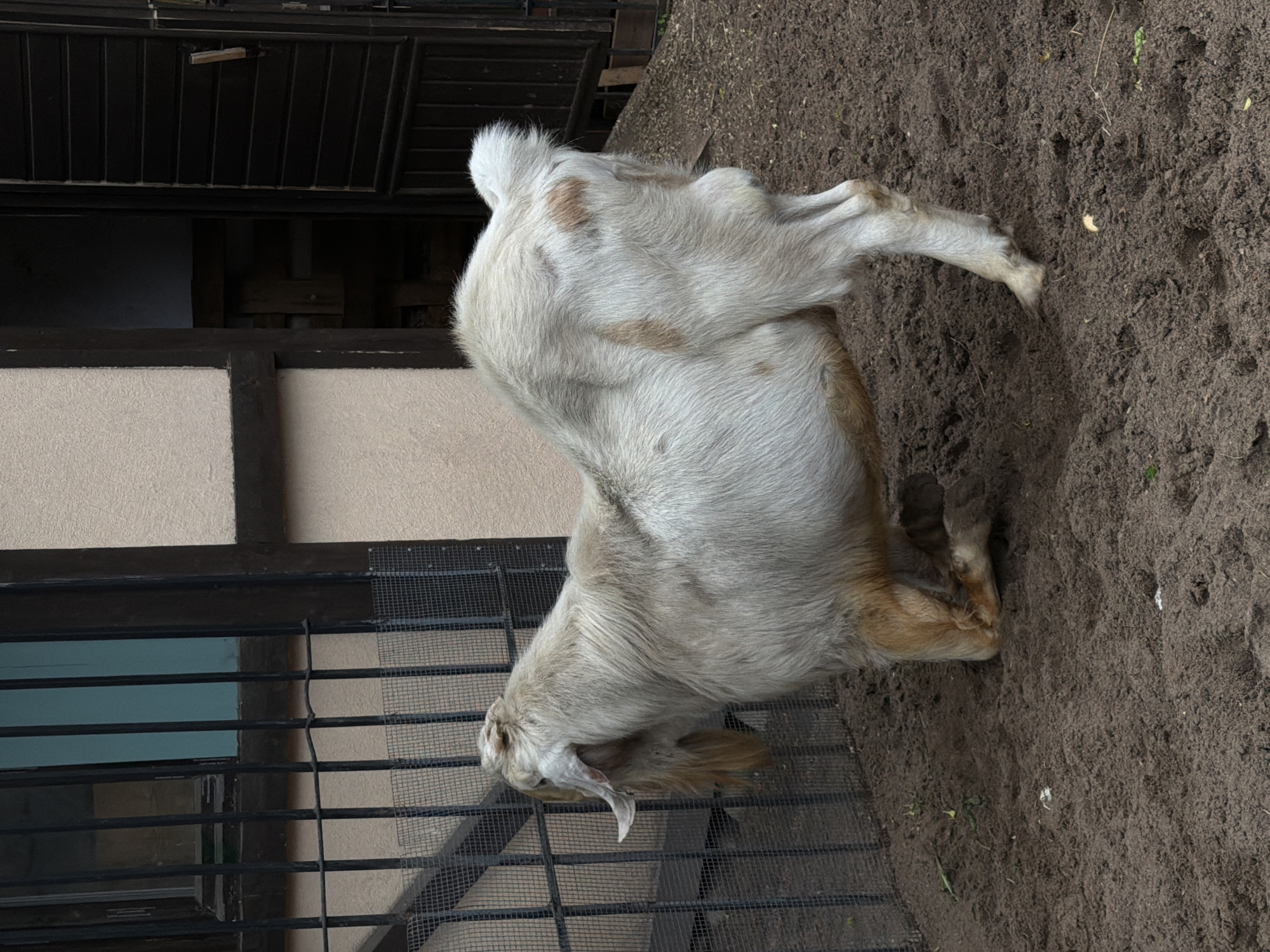 A medium shot depicts a goat standing near a fence in Saint Petersburg, Russia. The goat, predominantly light beige with patches of light brown, faces left. It stands on dirt. Behind the goat is a black metal fence and a building with a beige exterior and dark trim.