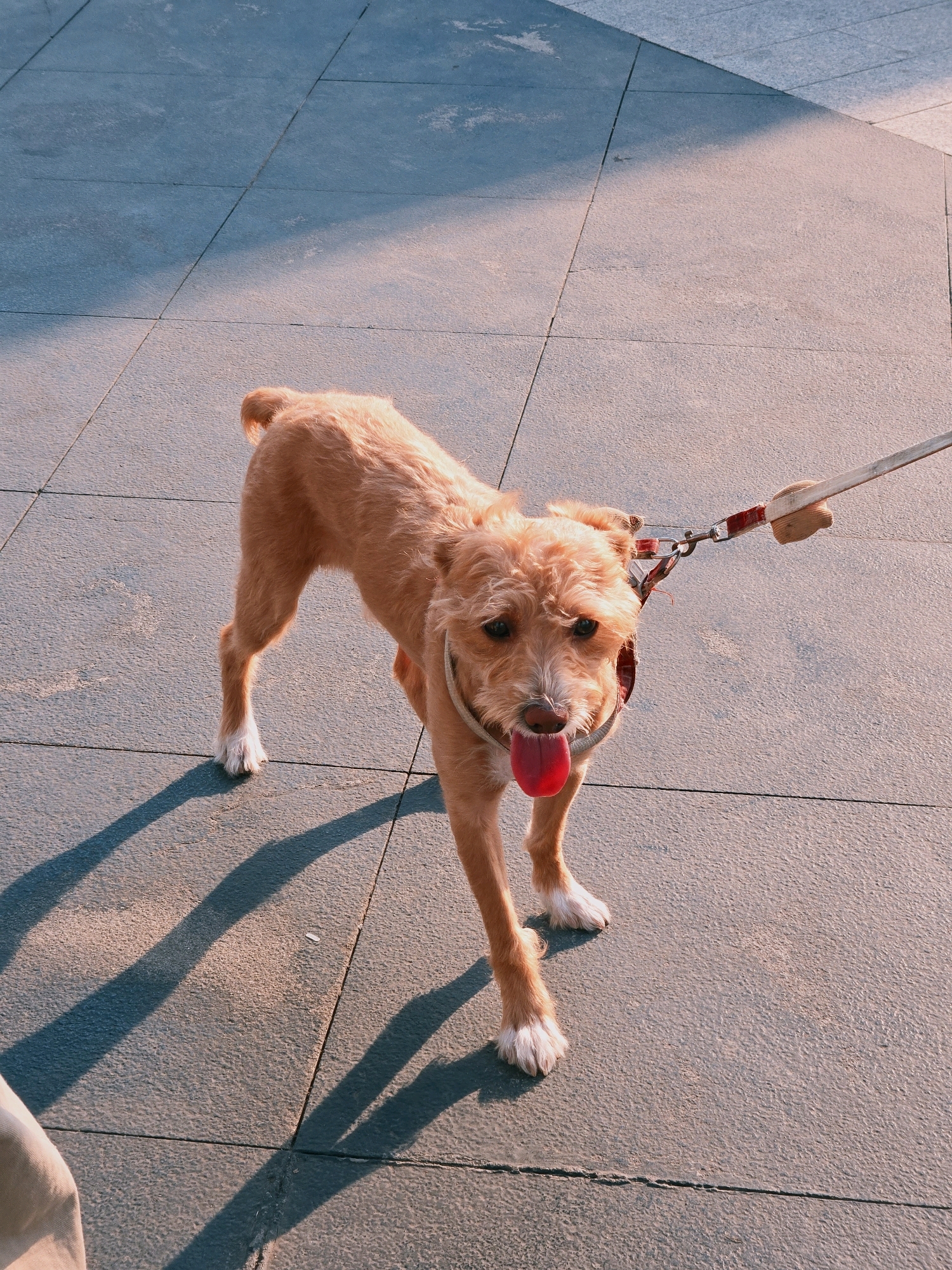A tan dog with light-colored fur on its paws is standing on a grey tiled surface. The dog is wearing a red and grey collar and a leash is attached to it. The dog's tongue is hanging out of its mouth. The image captures the dog from a high angle, with long shadows cast across the tiles, indicating it is likely late afternoon or early morning. The setting appears to be an outdoor paved area, possibly a sidewalk or plaza, with a hint of blue sky and sunlight creating a gradient of light and shadow on the ground. There is a faint suggestion of a person's leg or clothing in the lower left corner, indicating they are holding the leash. This scene is located in Liangshan County, China.