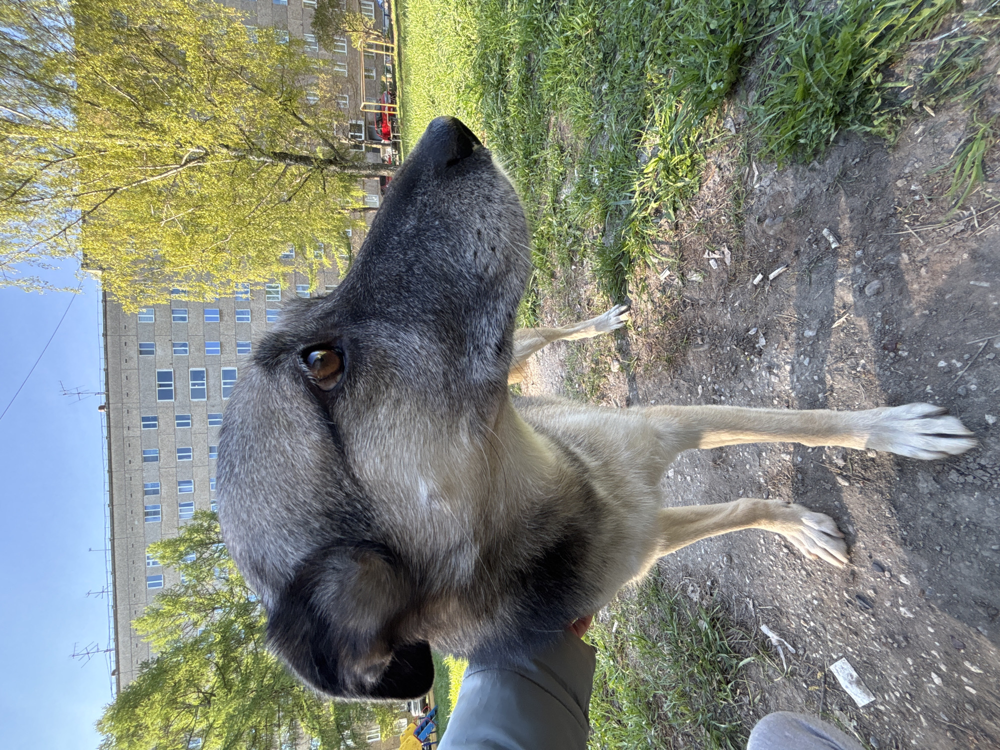 A close-up, ground-level, full-body, outdoor shot depicts a medium-sized dog with gray and tan fur. The dog is standing on a dirt path alongside grass. The dog's head is in the foreground and oriented upwards. A person's hand and sleeve are visible at the bottom center, suggesting they are holding the dog. In the background, a multi-story apartment building is visible on the left, and green trees are interspersed. Based on the architecture, this photo appears to be in Izhevsk, Russia.