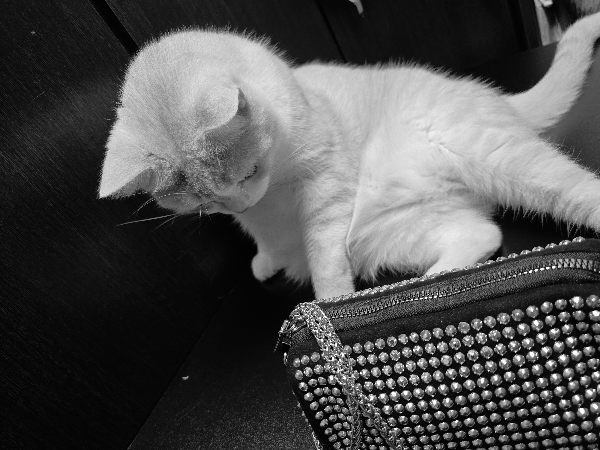 A black and white, high-angle close-up shot shows a white cat with its head bowed, looking down towards a small, black, heavily embellished clutch bag. The bag is covered in rows of small, round studs and has a prominent zipper. A silver chain is draped over the bag and the cat's body. The cat appears to be a Scottish Fold with its ears folded. The background is a dark, textured surface, possibly a wooden table. The lighting is low, creating strong shadows and highlighting the textures of the cat's fur and the bag's embellishments.