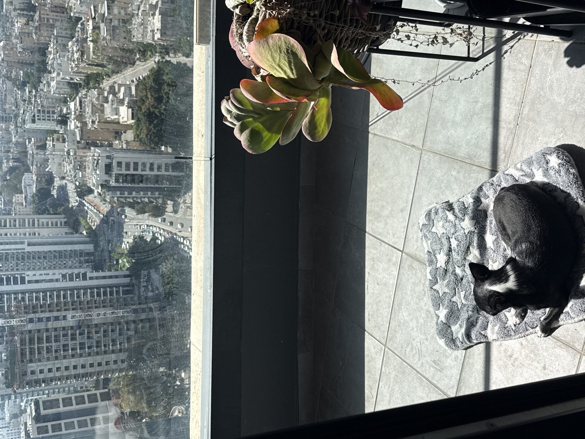 A high-angle, eye-level shot looking out of a window in a high-rise building in Tel Aviv, Israel. The window offers a clear view of the city skyline, a dense collection of buildings of various heights and architectural styles. The visible cityscape suggests a mix of residential and commercial areas.
On the balcony directly outside the window, a potted succulent plant is in the upper-left portion of the frame. To the right, a black and white dog lies curled up on a grey and white star-patterned pet bed. The balcony floor consists of light-grey tiles. Sunlight streams onto the balcony, creating strong shadows.