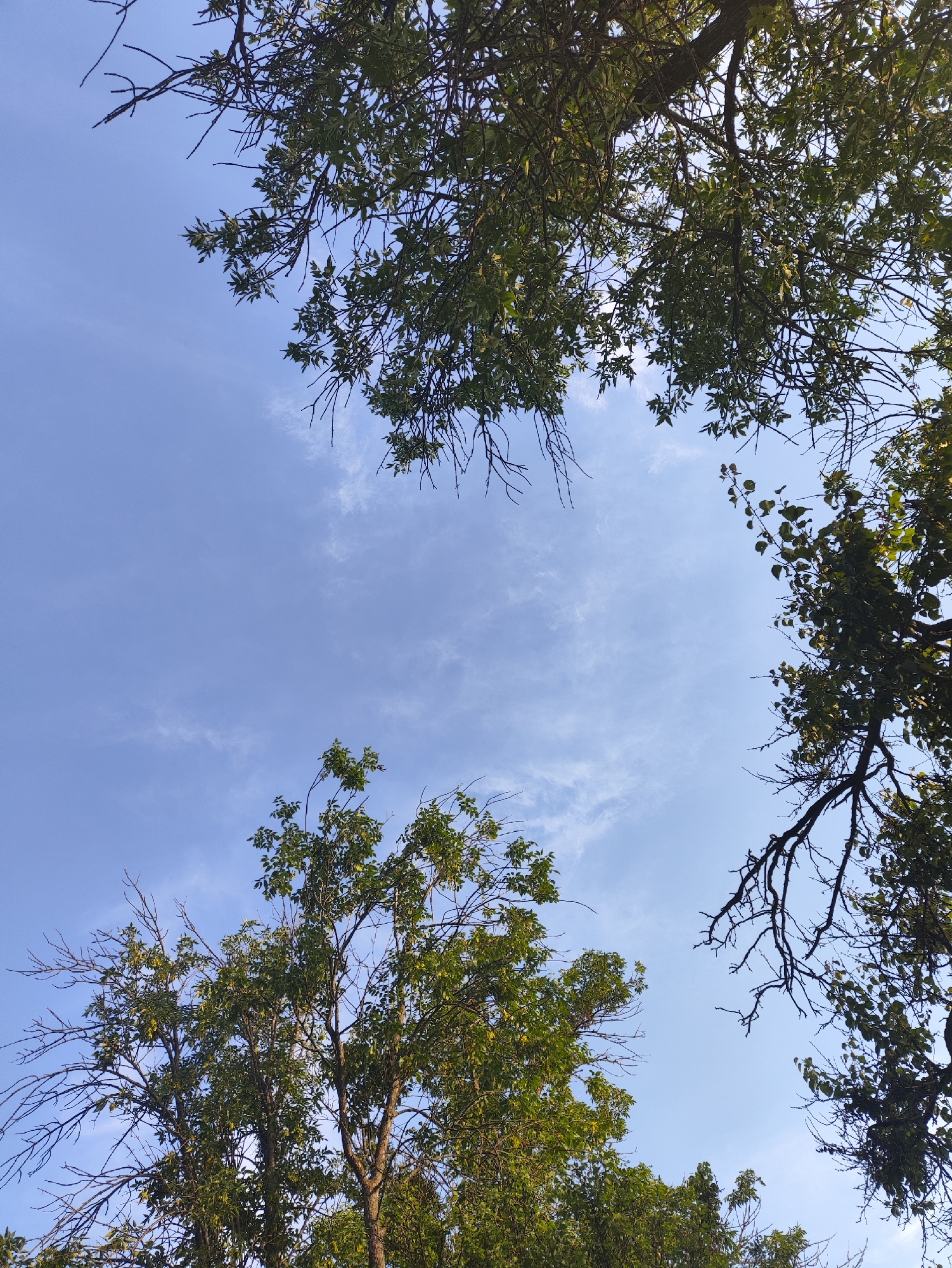 The image captures a low-angle view of trees against a bright blue sky with scattered wispy clouds. The trees, with their dense green foliage and bare branches, frame the sky from the top and bottom left and right corners. The lighting suggests it is daytime, possibly late afternoon given the warmth of the light. The scene appears to be outdoors, in a natural or semi-natural environment. The location is identified as Găleștii Noi, Moldova. No people or specific actions are depicted.