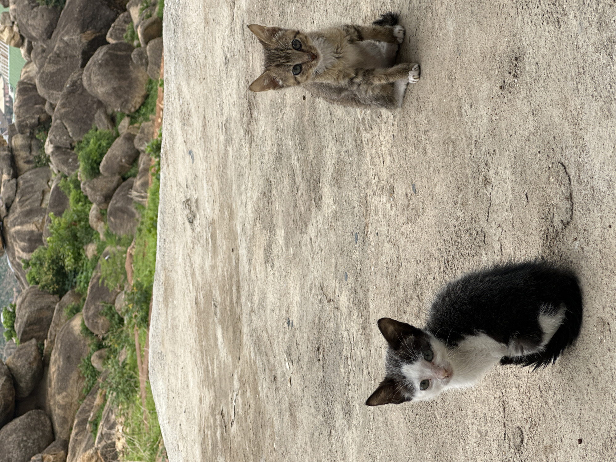 This outdoor photograph, reportedly taken in the city of Jos, Nigeria, displays two juvenile felines (kittens) positioned on a light-colored, hard-packed ground surface, likely concrete or firm dirt, which shows minor cracking and scattered small dark specks.
On the left, a bicolored kitten with predominantly black fur and distinct white markings is seated. Its face, chest, and paws are white, while its ears, back, sides, and tail are black. The kitten is oriented slightly towards the left of the viewer, with its head turned towards the camera. Its eyes are open and appear light green. Its tail is curled around its left side.
On the right, a tabby kitten, characterized by brown, grey, and black striped fur, is seated directly facing the viewer. It exhibits white fur on its chest and front paws. Its eyes are open and appear blue-green.
The midground features a slightly elevated ground transition, leading to a background dominated by numerous large, rounded boulders and rock formations in various shades of grey and brown. Sparse green vegetation, consisting of small bushes and grasses, grows amongst and around these rocks. The distant background suggests a natural landscape with potential hints of distant structures or hills. No human subjects are visible in the scene.