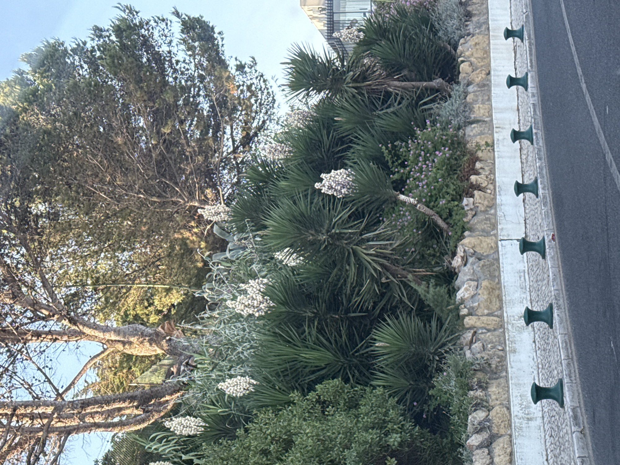 The image captures a street scene in Oeiras, Portugal, featuring a stone-walled embankment lined with lush vegetation. The embankment is adorned with several yucca plants bearing tall, white flower stalks, interspersed with other greenery and small purple flowers. A large tree with a rough, textured bark stands prominently behind the yucca plants, its branches reaching towards a clear blue sky. Along the sidewalk bordering the road, a row of dark green, mushroom-shaped bollards are evenly spaced. The road itself is paved and appears to be a public thoroughfare. The overall scene suggests a well-maintained urban landscape with a focus on natural elements.
