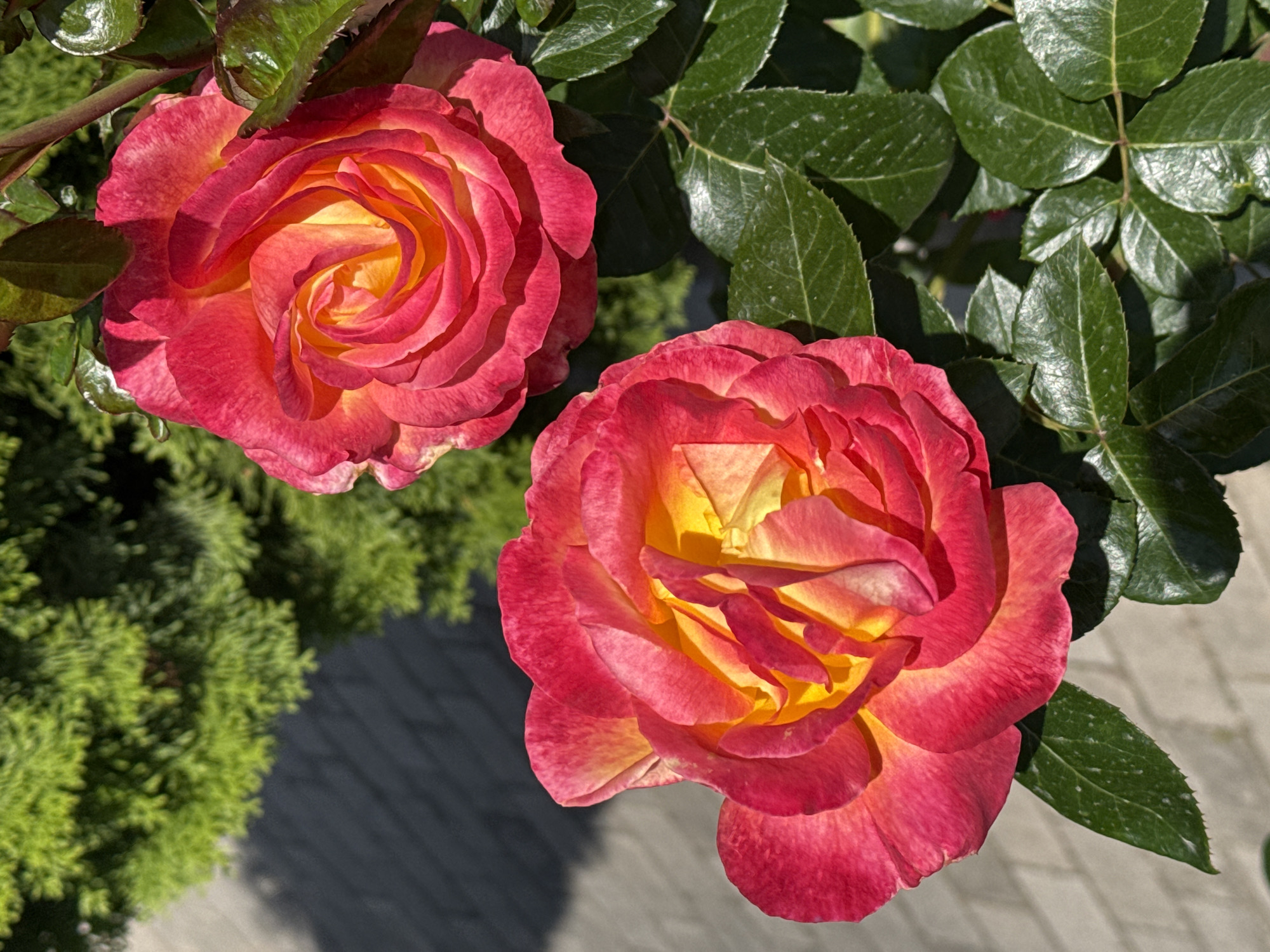 Two bi-colored roses, predominantly pink with yellow centers, are in bloom. The rose on the left is in the foreground, and the rose on the right is slightly behind and above it. Dark green, glossy leaves surround the flowers. In the background, out of focus, is green foliage and a paved surface with a shadow. The image was taken outdoors, likely in a garden.
