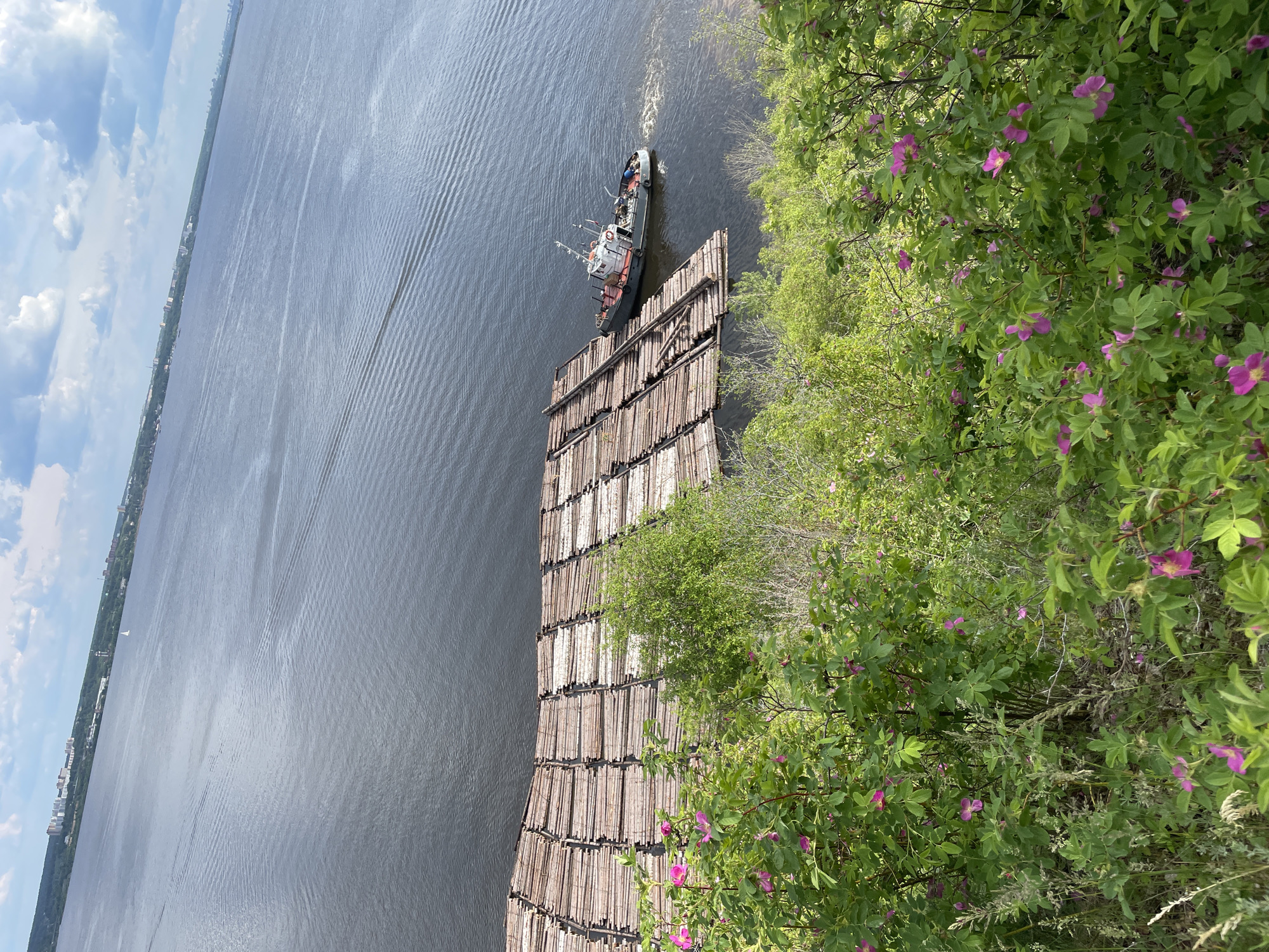 This media file captures a wide river scene under a bright, partly cloudy sky, likely during the day. On the distant bank, a cityscape with numerous buildings and a green tree line is visible. The foreground features a lush green embankment covered in flowering bushes, adorned with vibrant pink-purple blooms, possibly wild roses.
The main activity centers around a large log raft, composed of many tightly bound timber logs, positioned along the near bank of the river. A white and red tugboat or workboat is situated next to this raft. Several crew members are visible on the boat's deck. The stern of the boat is actively churning the water, indicating it is either maneuvering the log raft or preparing to move it. The river's surface displays ripples and reflections, suggesting calm water conditions.
The overall scene suggests an active industrial operation on a significant waterway, likely related to timber transport. There is no visible text in the image. Given the context of Gorodishche, Russia, this depicts a typical riverine landscape and activity for the region.