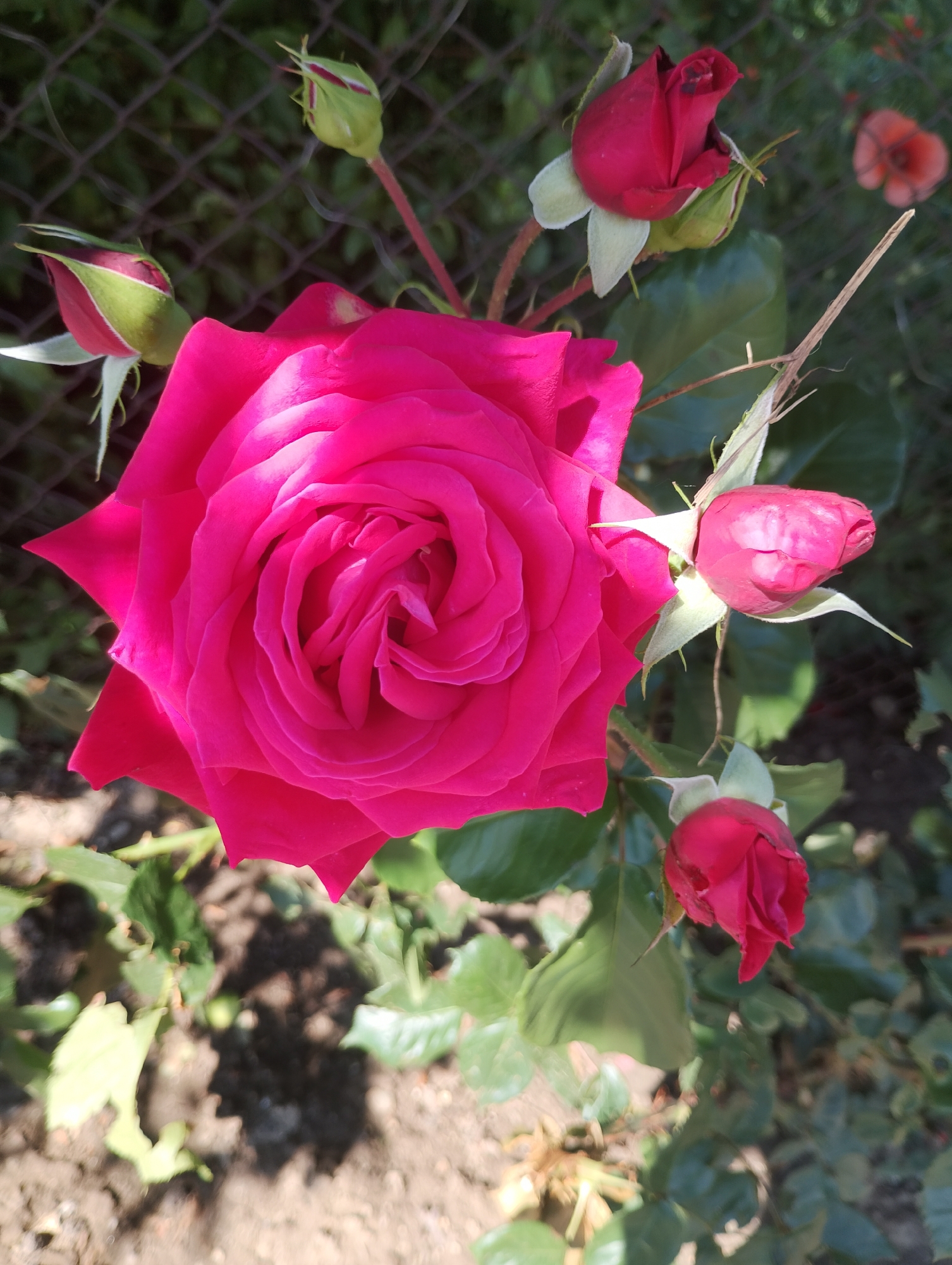 A close-up, high-angle outdoor shot captures a vibrant pink rose in full bloom, positioned centrally in the frame. Several rose buds, varying in their stage of development, are scattered around the main flower, with some showing hints of red. The rose and buds are part of a bush with green leaves, set against a backdrop of a wire fence and blurred foliage. The ground beneath is a mix of dirt and scattered leaves. The lighting suggests a sunny day, casting shadows and highlighting the textures of the petals and leaves. There are no people visible in the image.