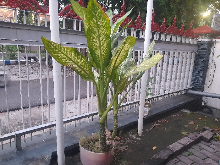 Memory